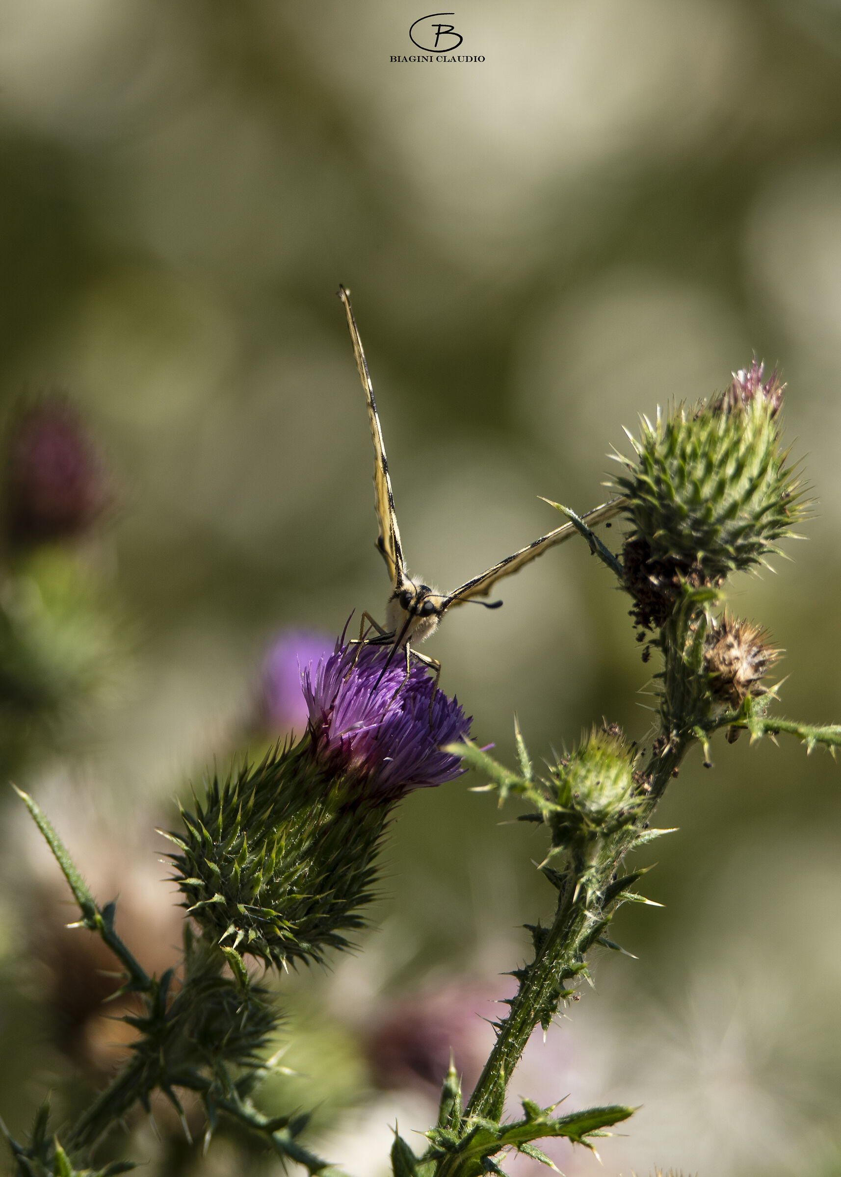 Podalirius Iphiclides