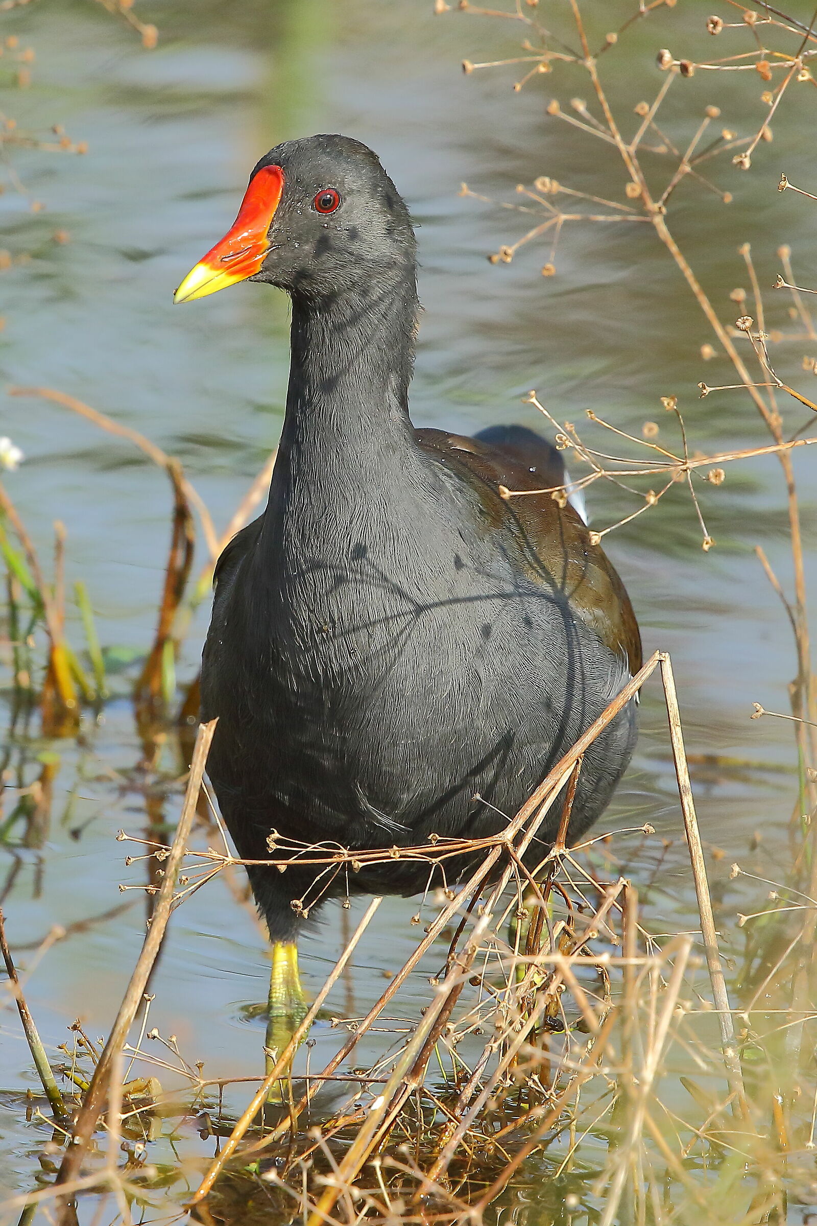 Water hen