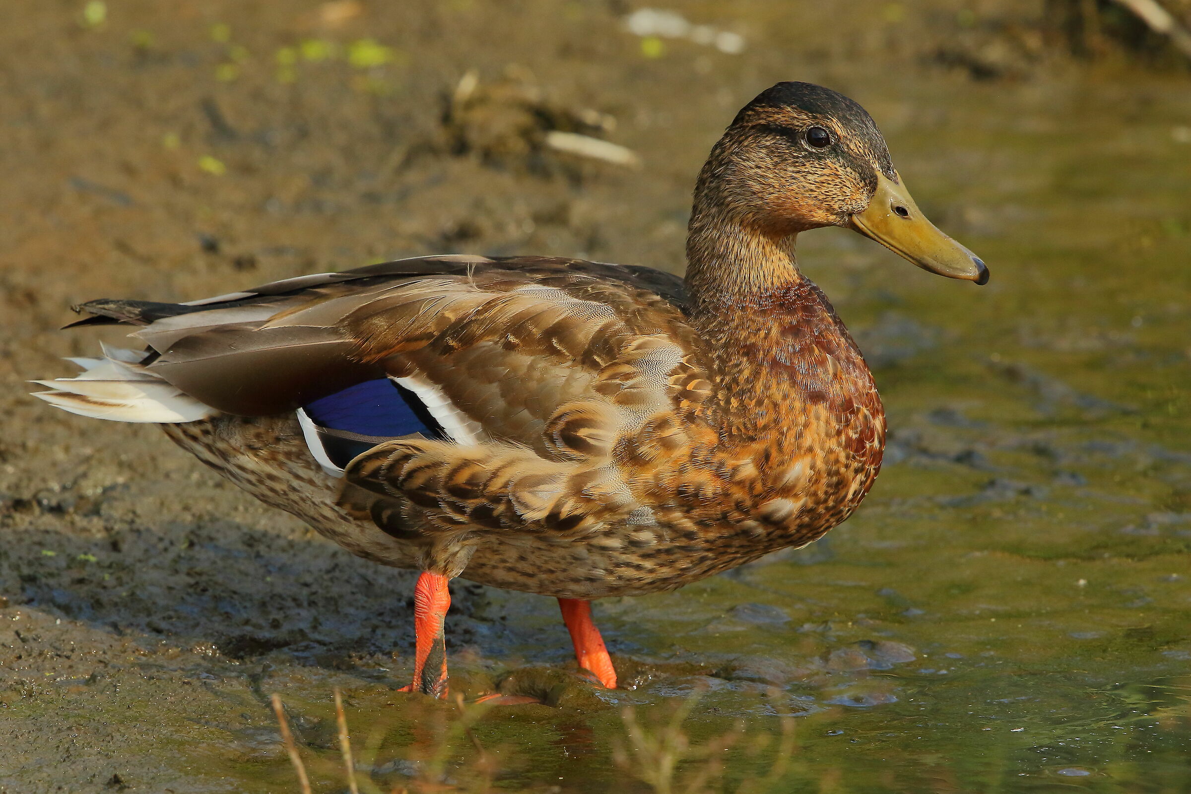 Mallard
