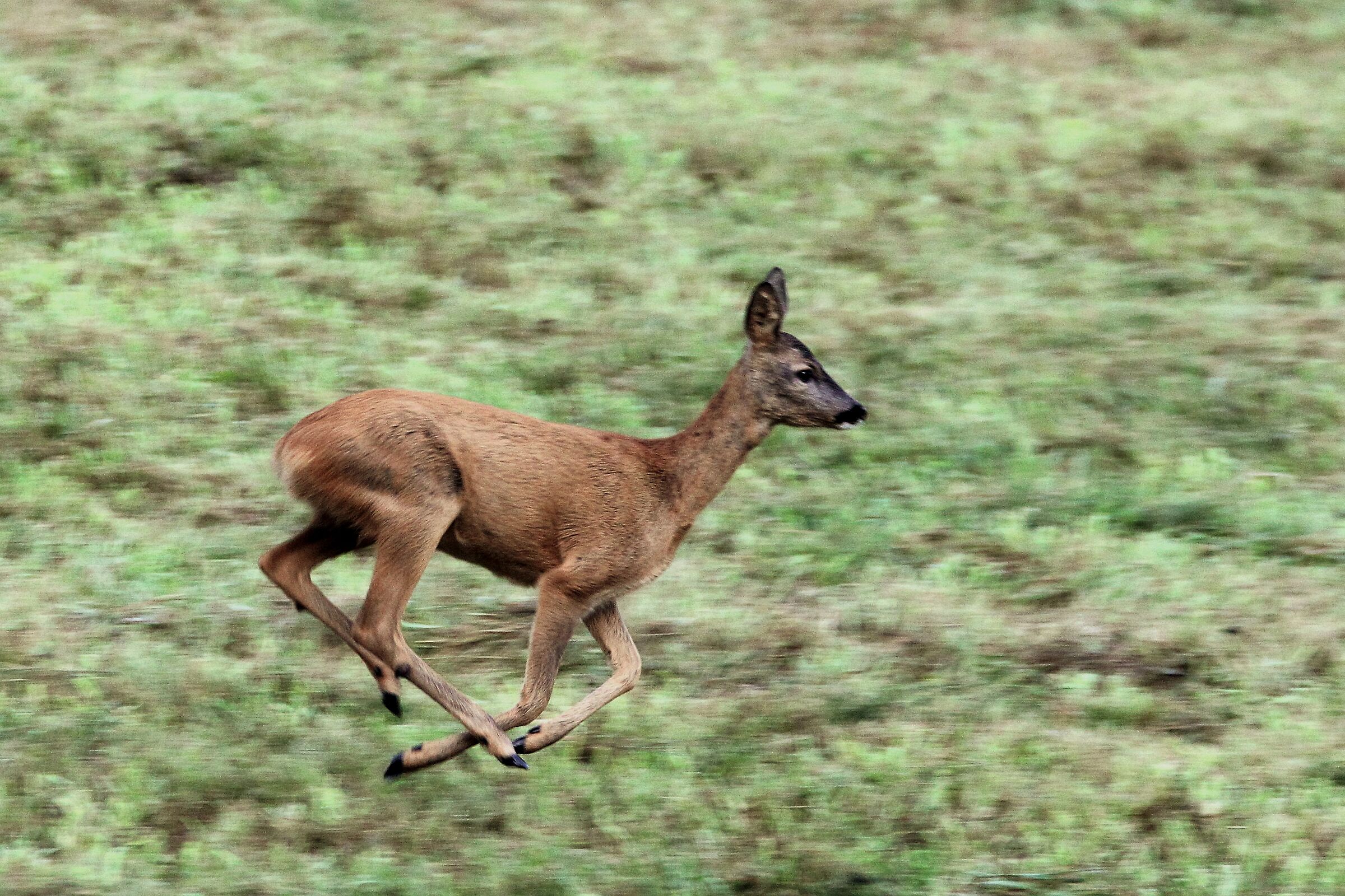 corri che domani comincia la mattanza