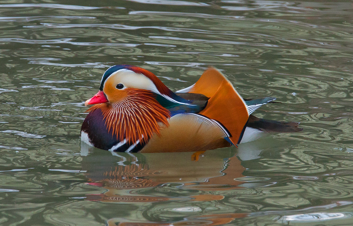 mandarin duck