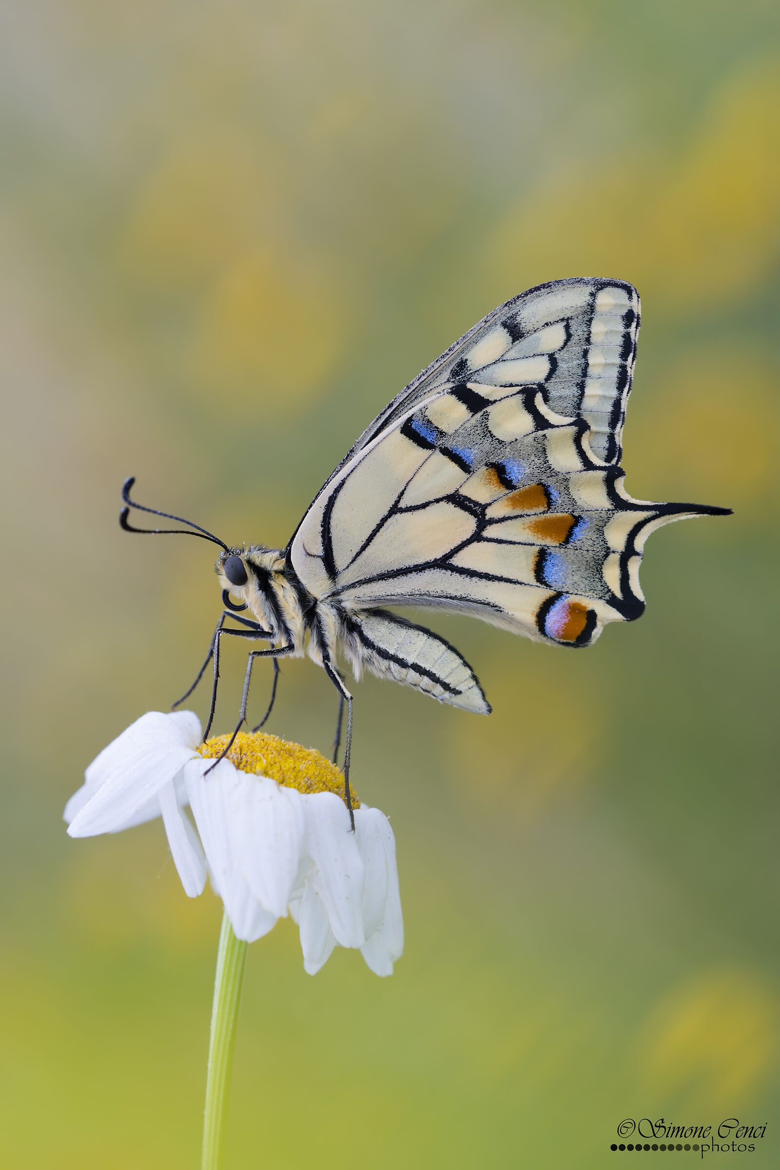 Papilio machaon