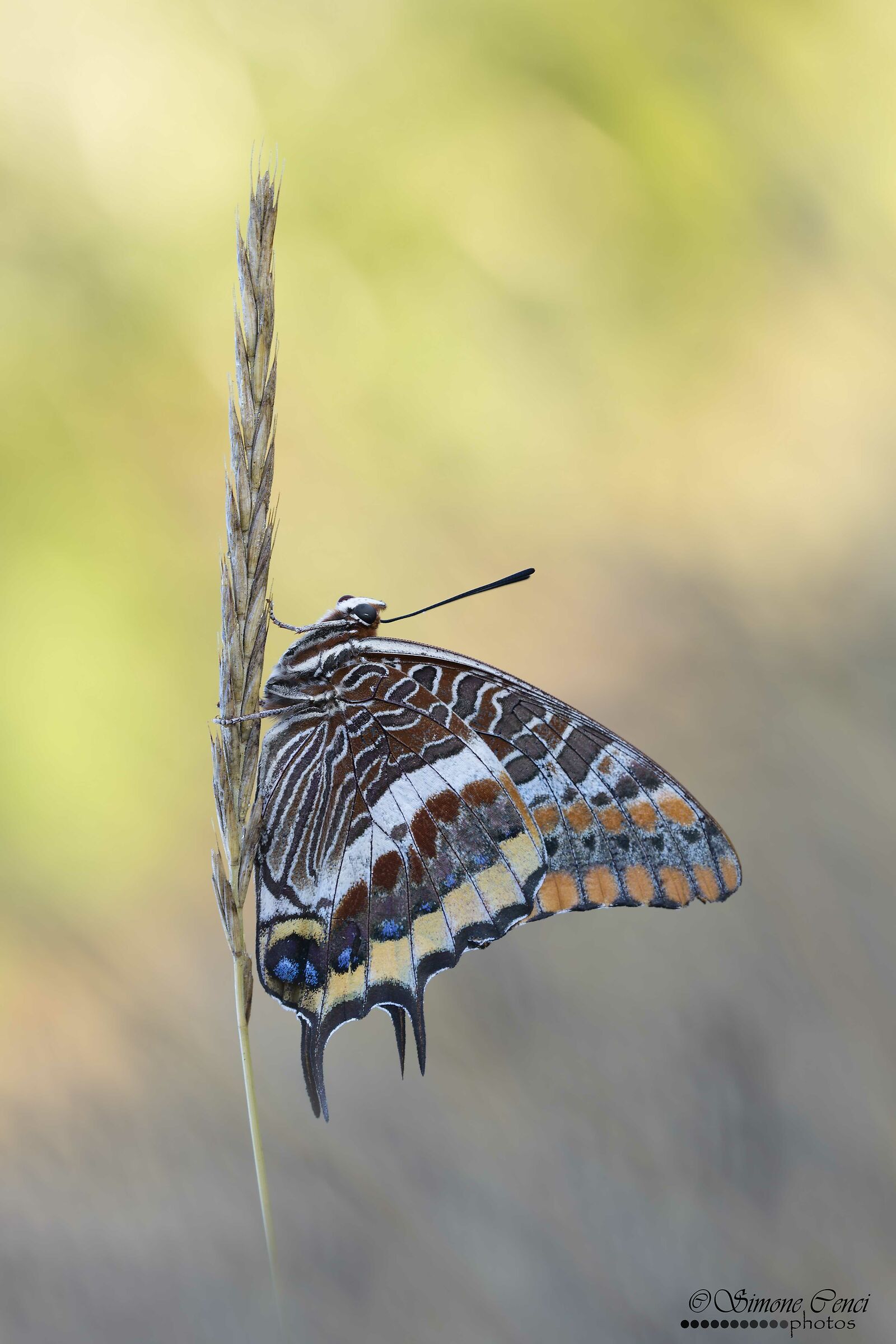 Charaxes jasius
