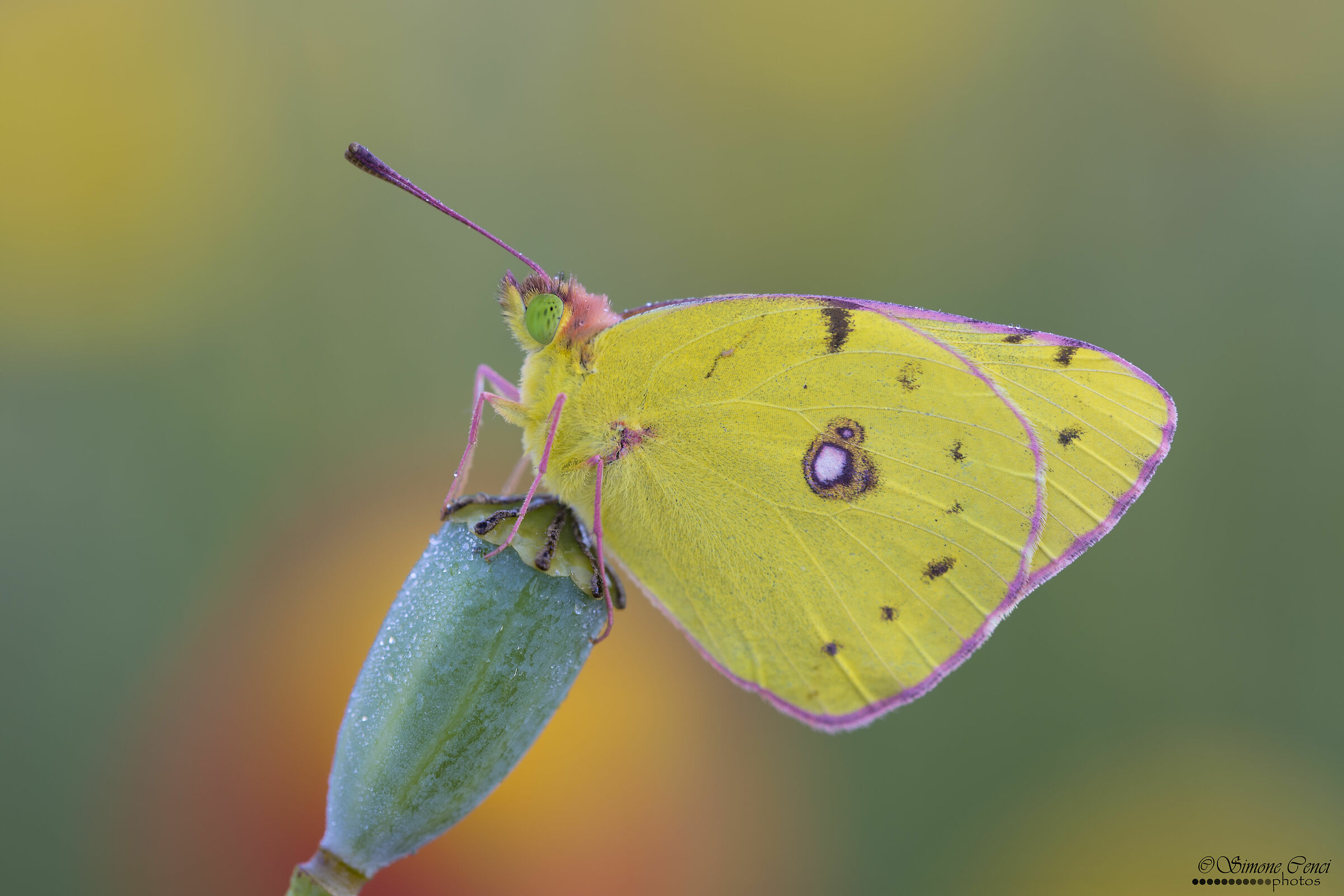 Colias crocea