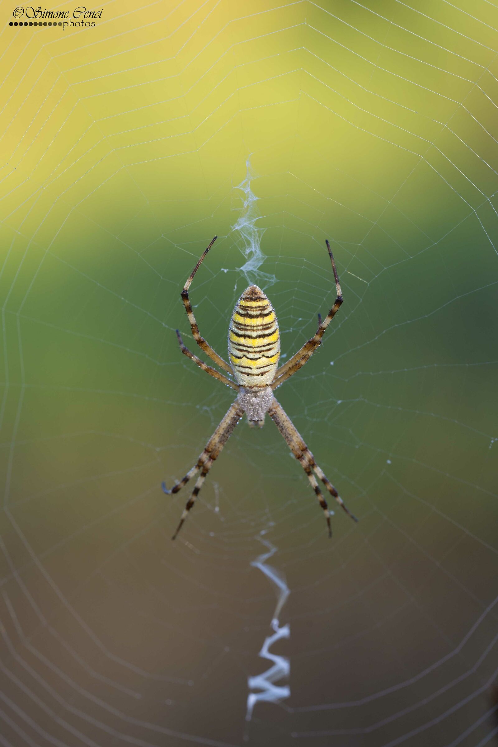 Argiope bruennichi