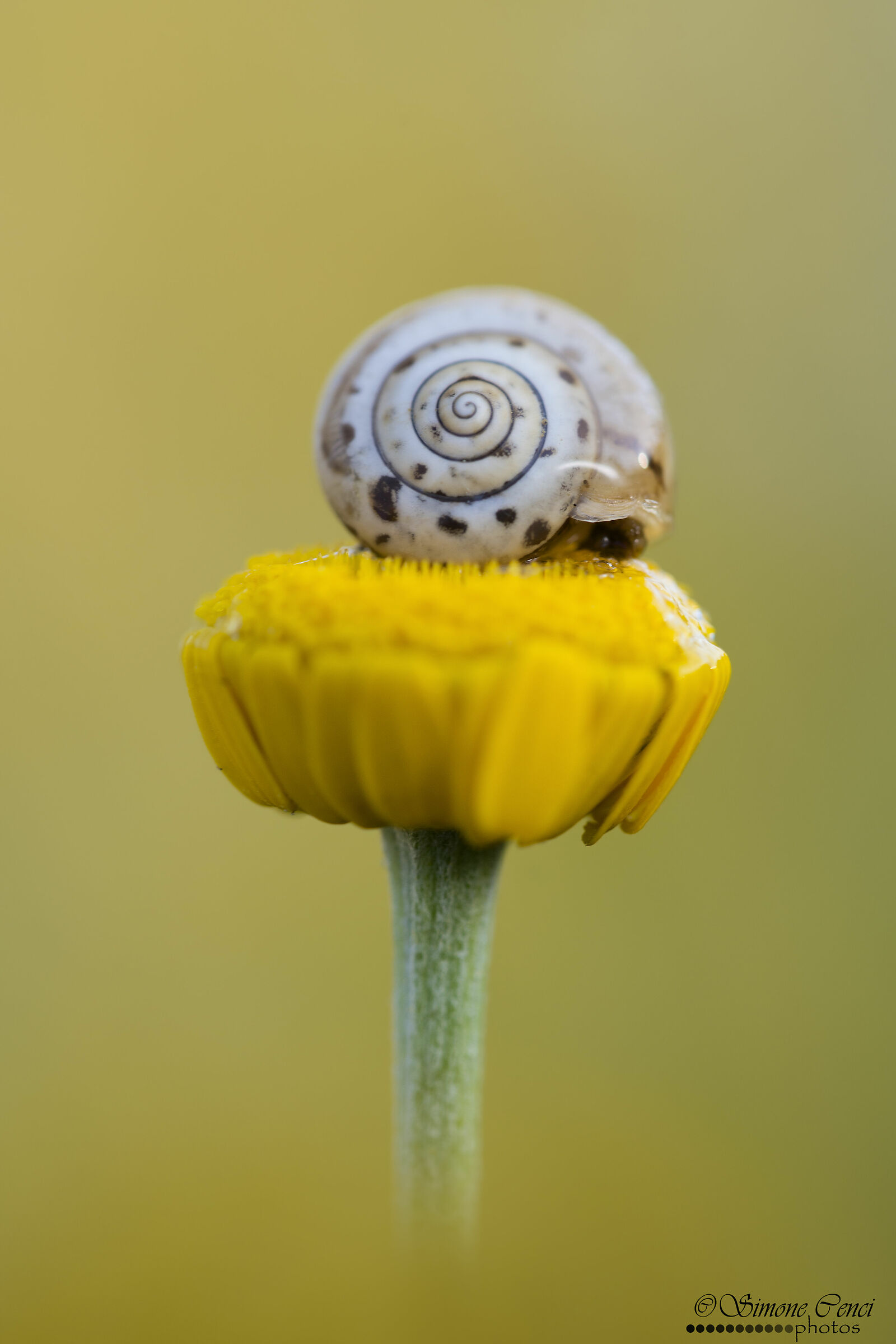 Chiocciolina addormentata