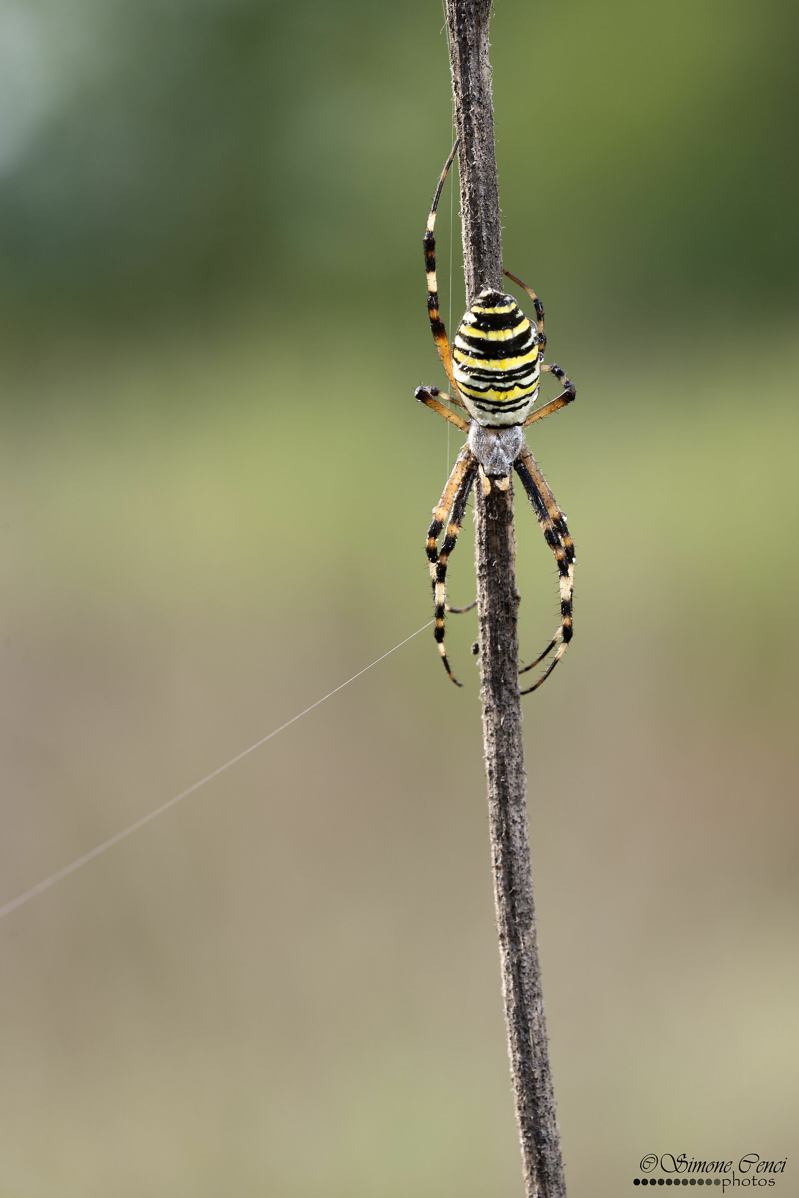Argiope bruennichi