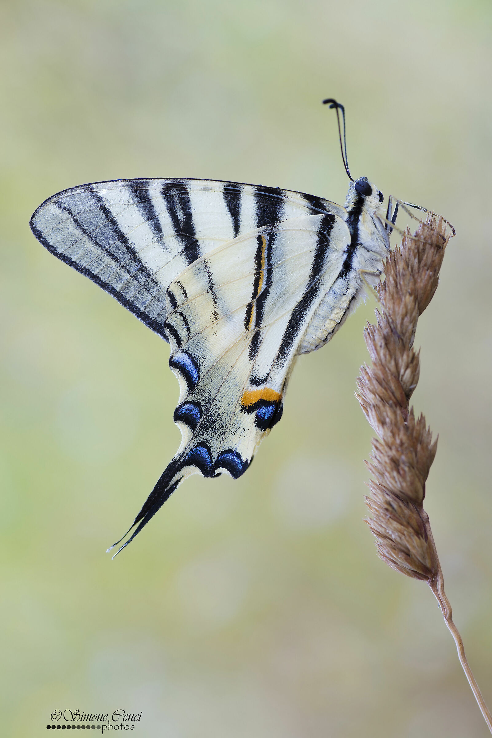 Iphiclides podalirius