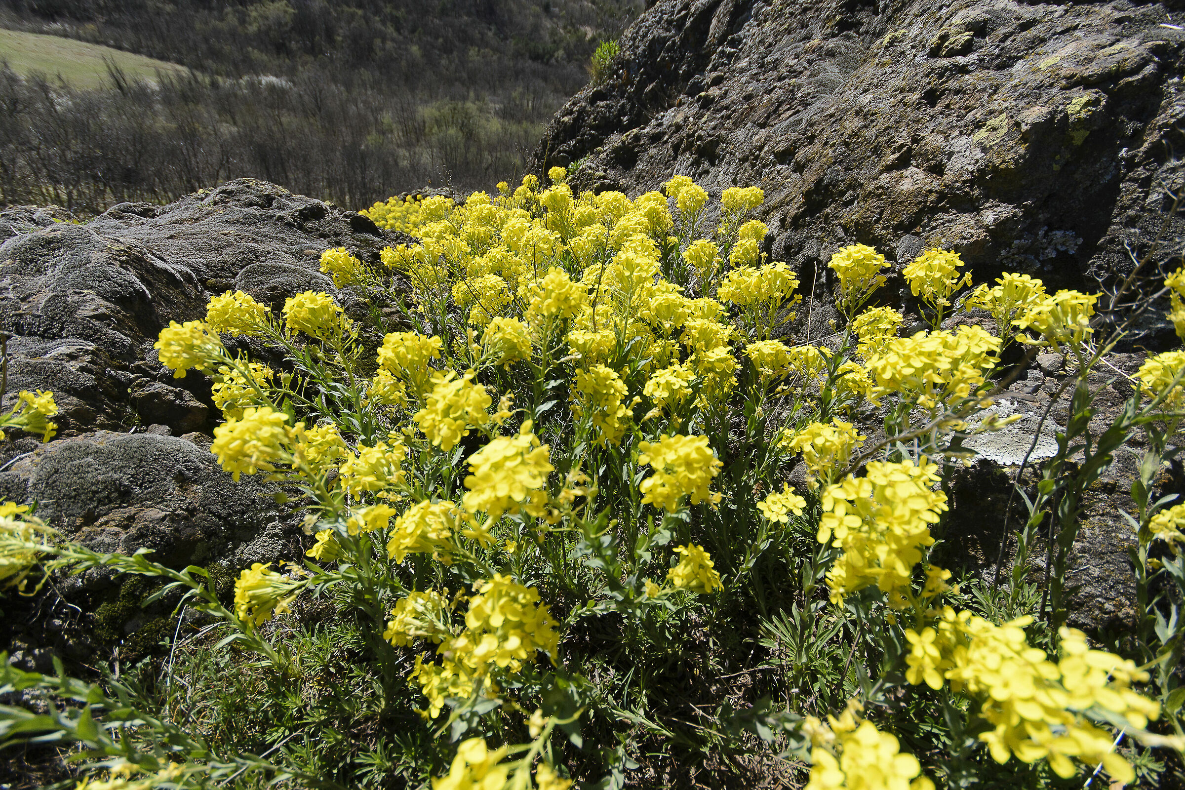 Fiume giallo tra le rocce  Alyssoides utriculata