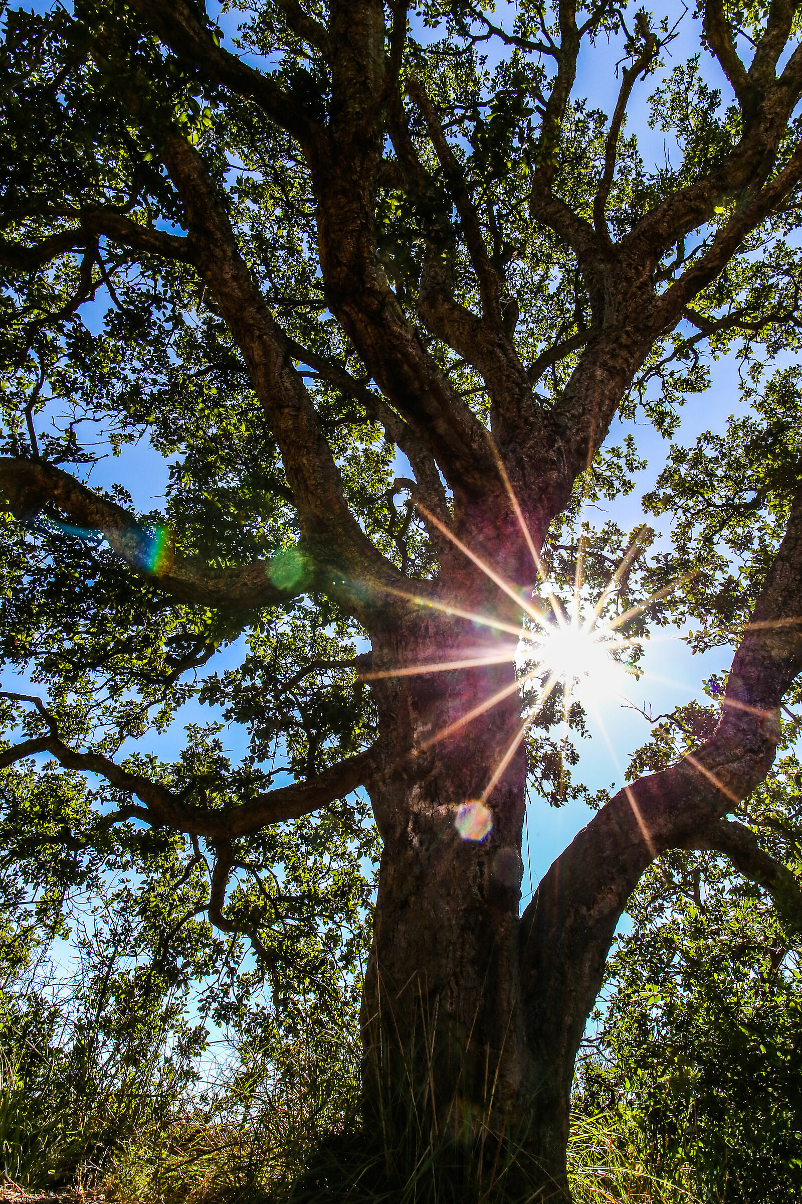 Sole fra i rami di pianta da sughero