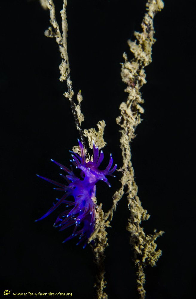 Flabellina affinis