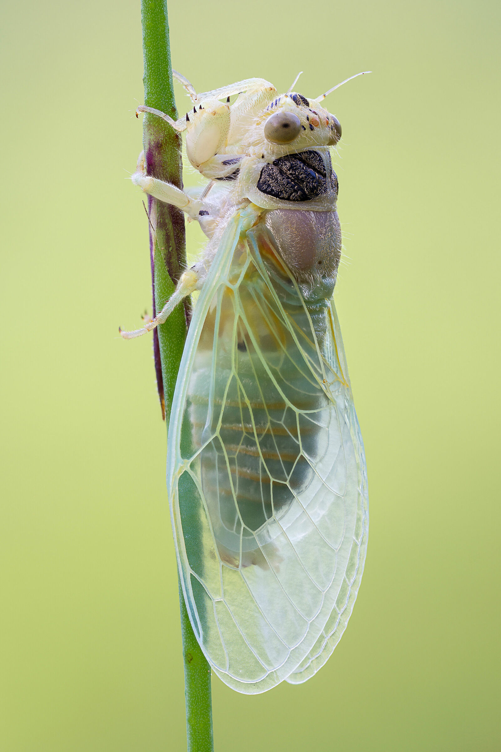 Newly emerged cicada
