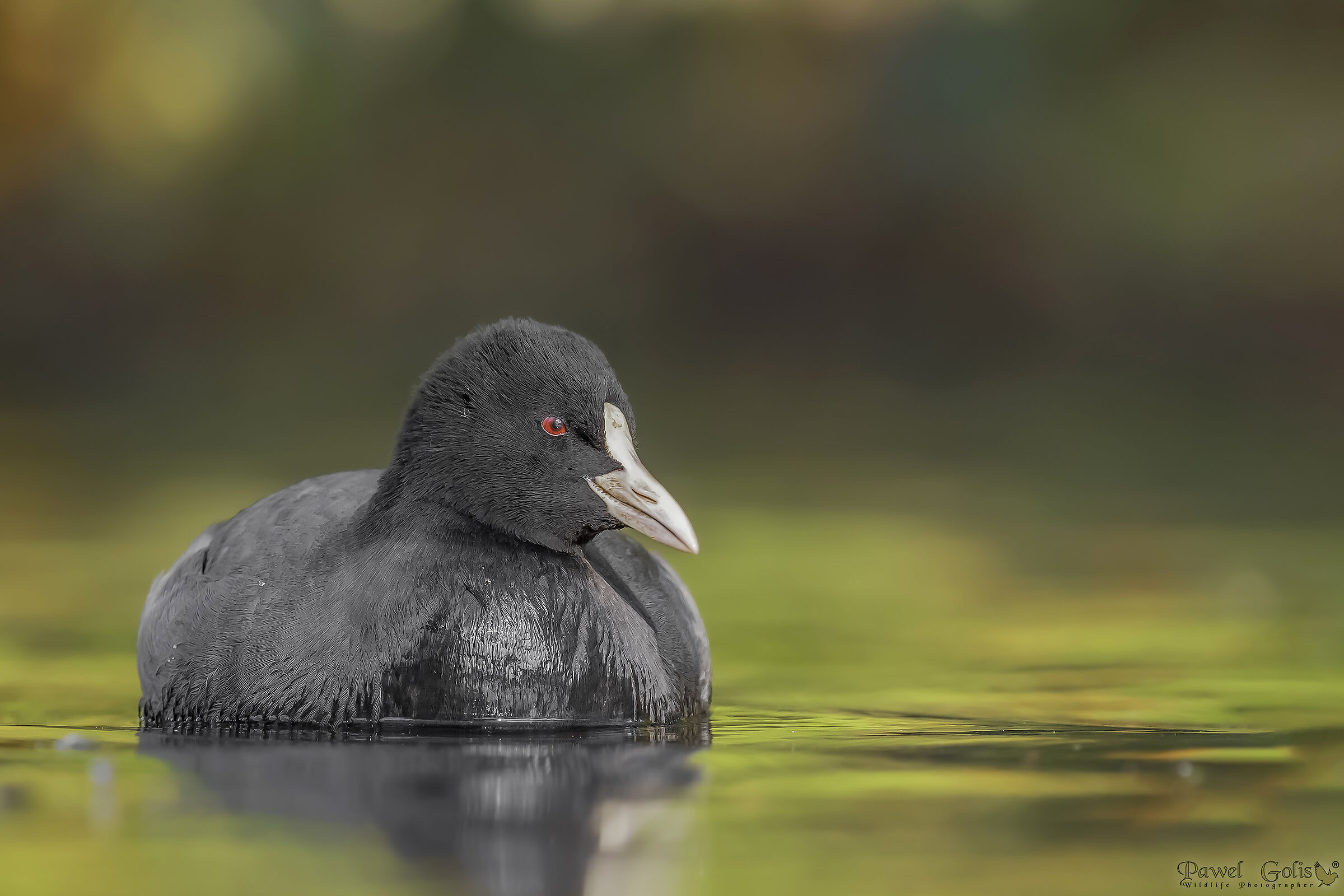 Coot eurasiatica (Fulica atra)