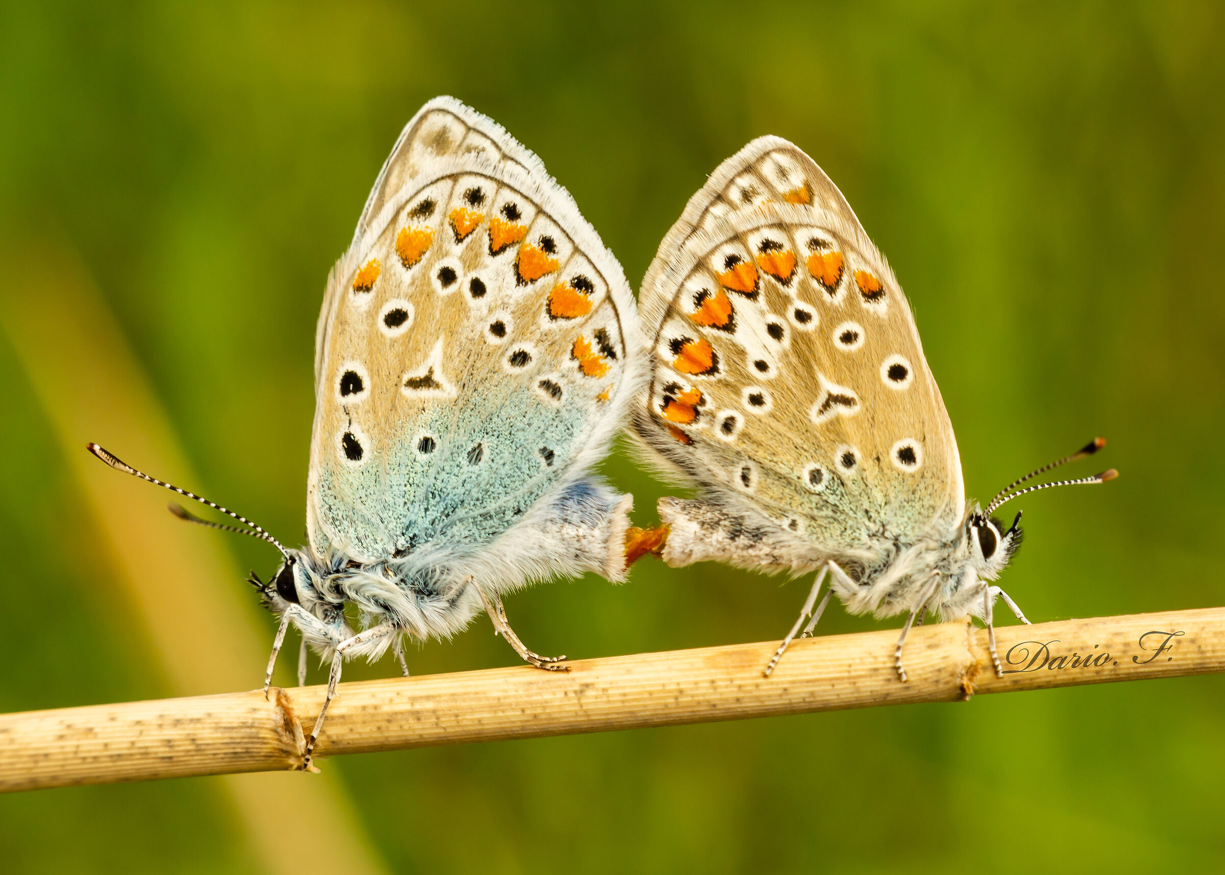 La stagione dell'amore