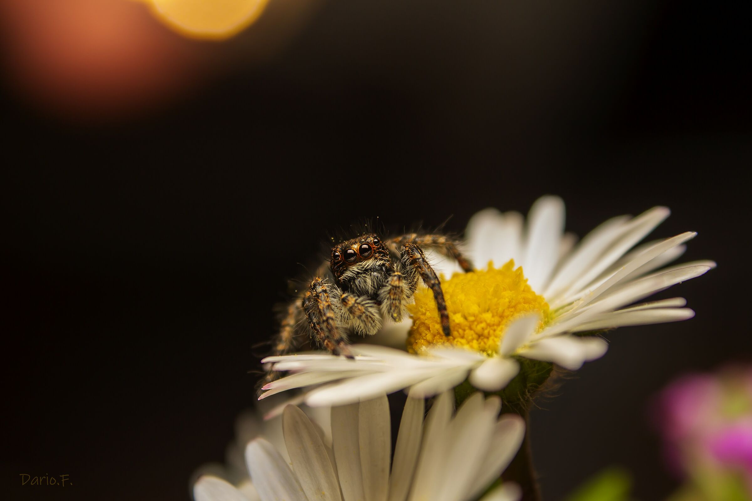 Ragno saltatore su margherita
