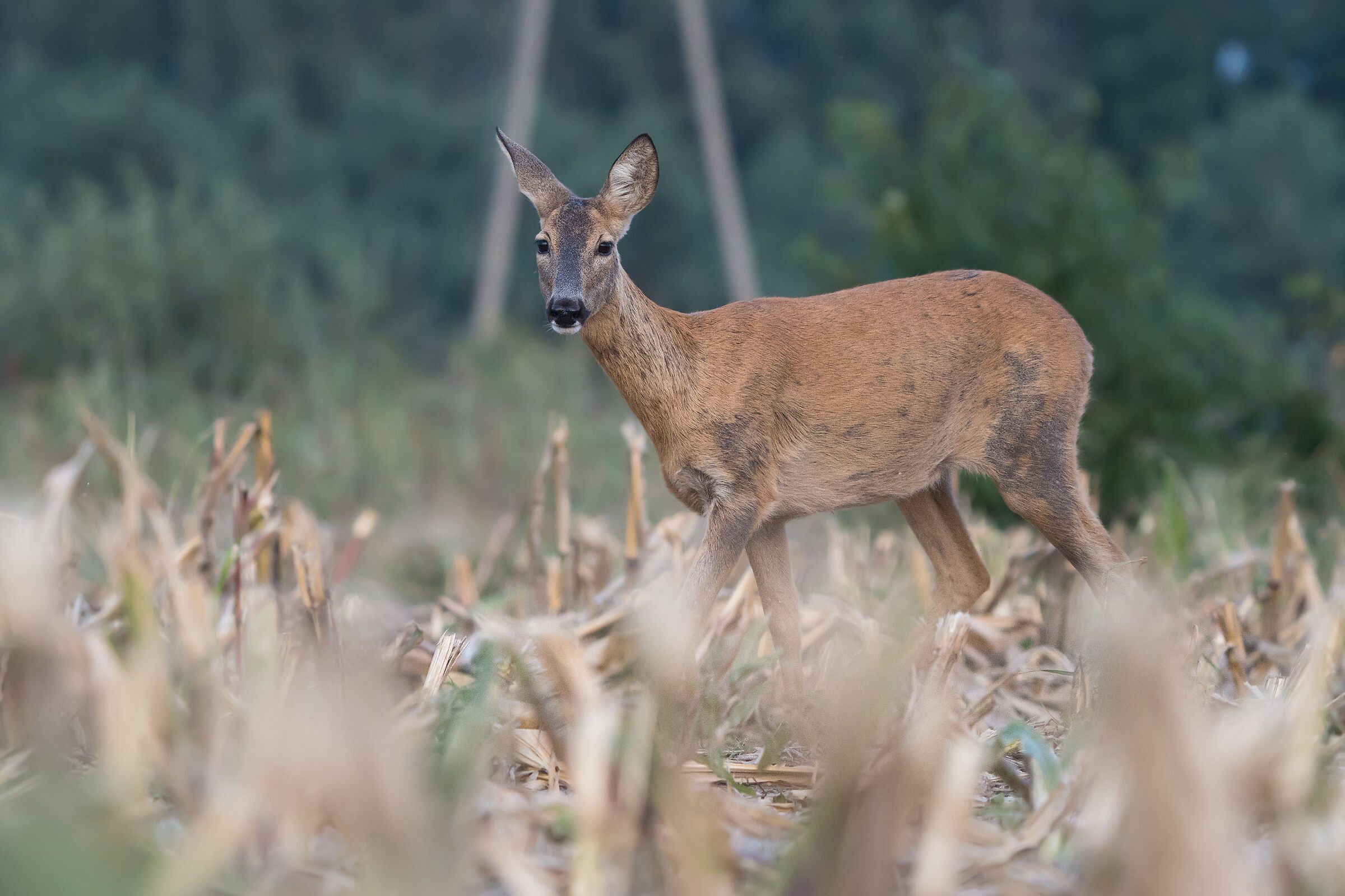 Cervo capriolo (Capreolus capreolus)