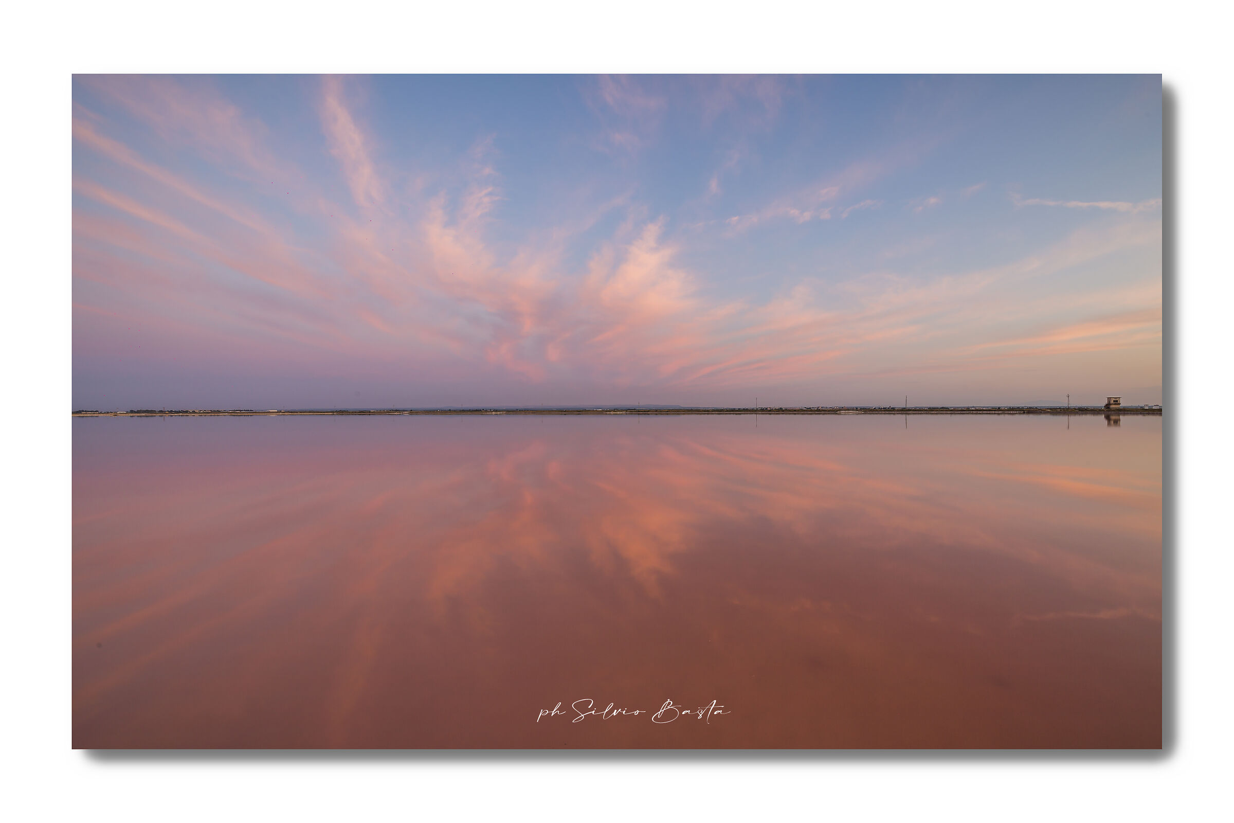 saline daisy of savoy