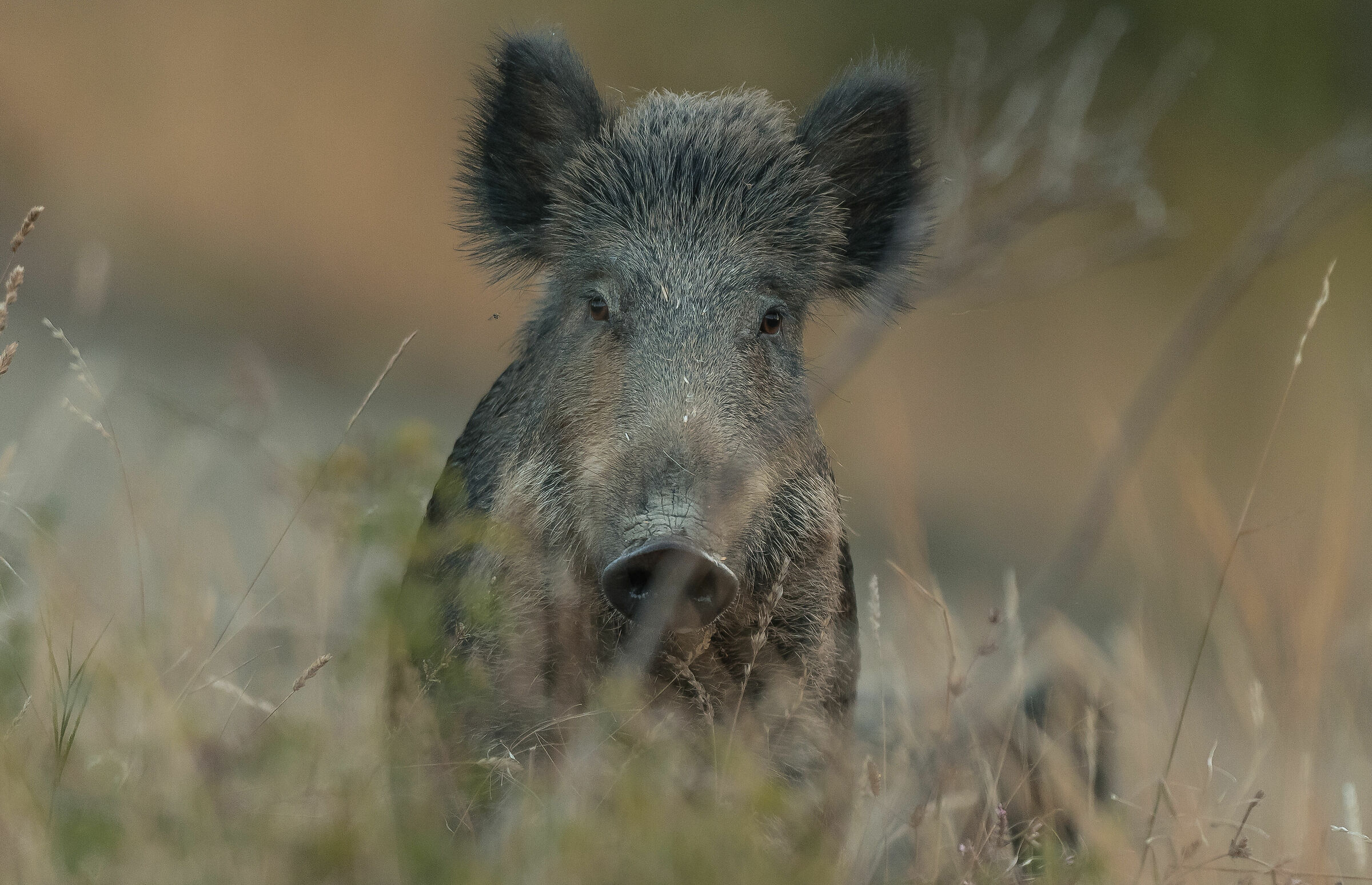 waiting for the craving