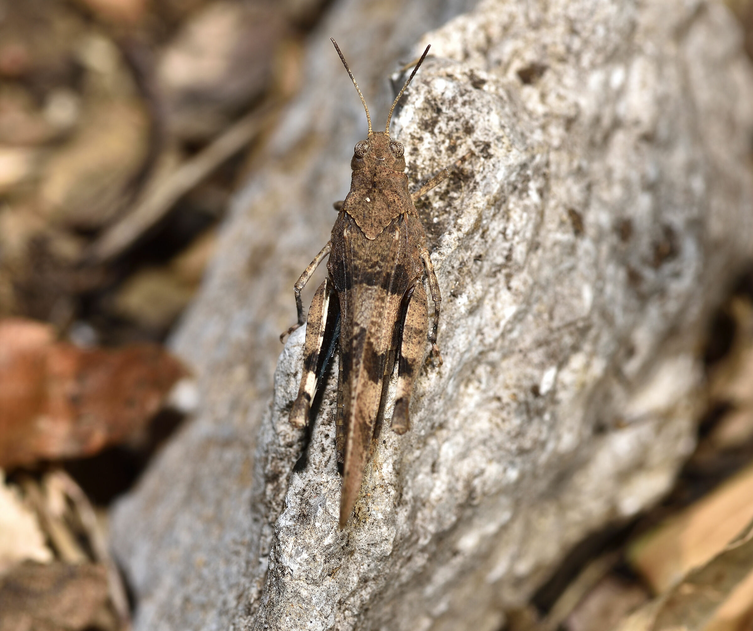 Oedipoda caerulescens n-2