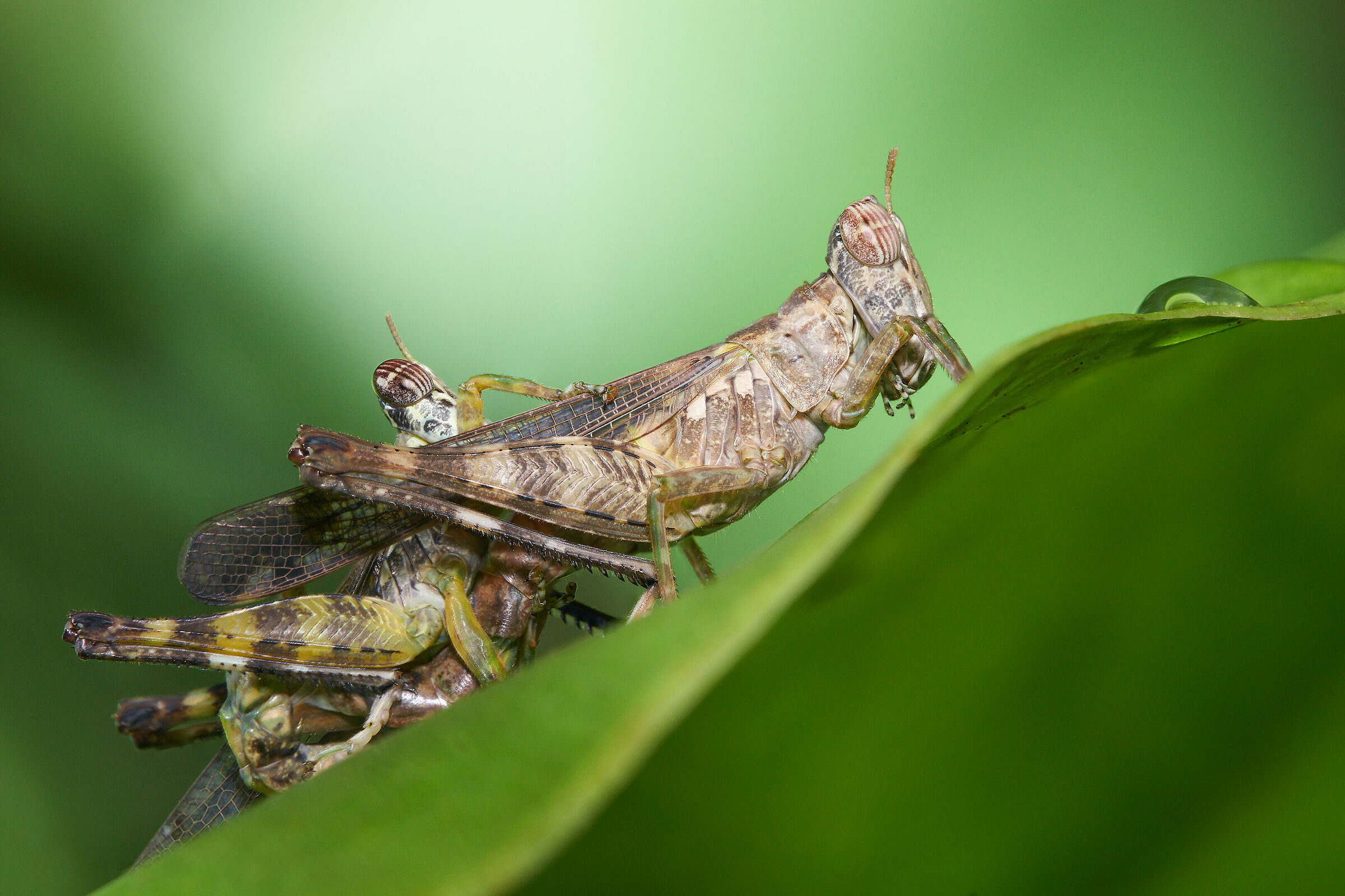 Coppia grasshopper