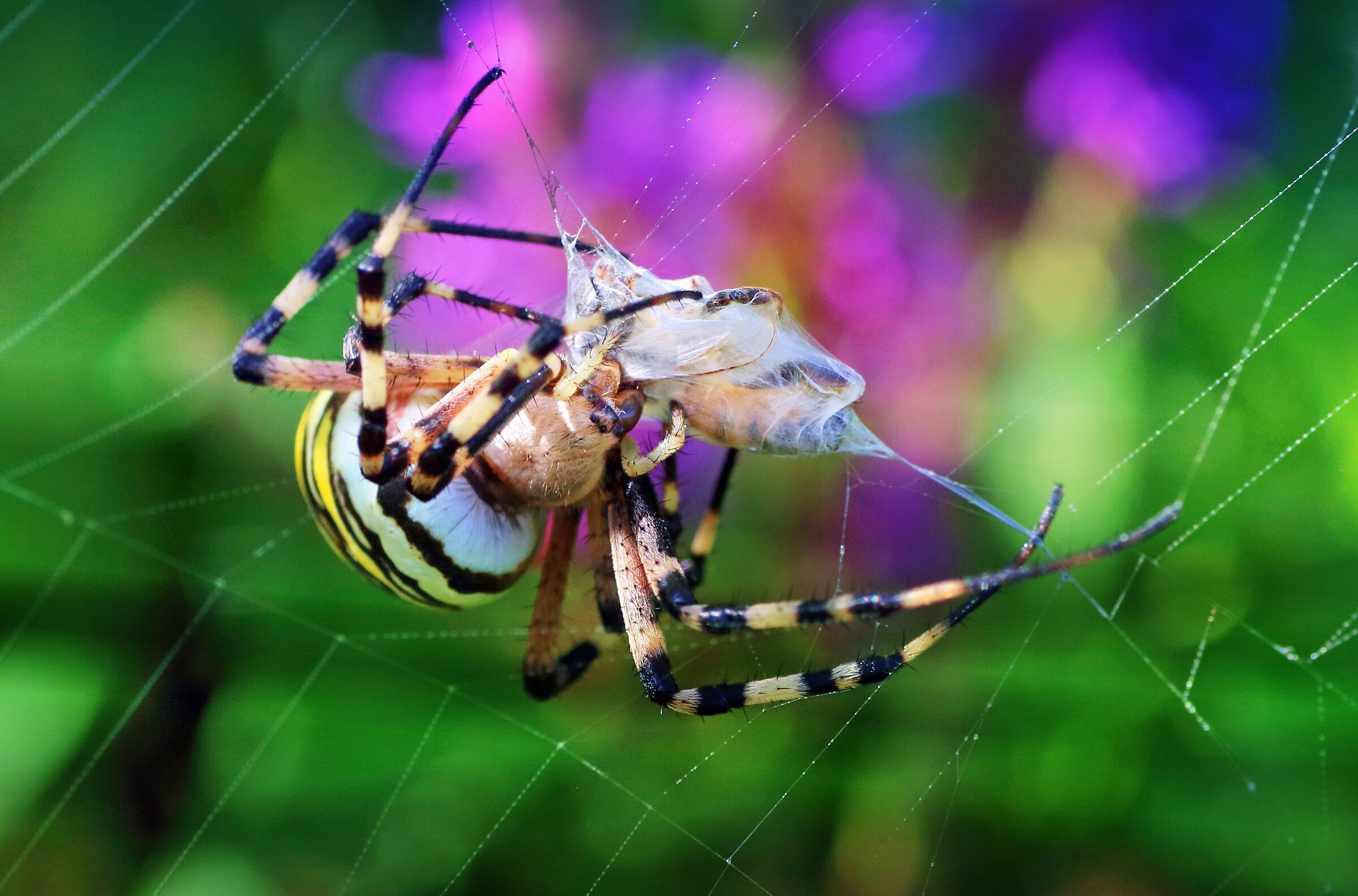 Ragno vespa preda ape