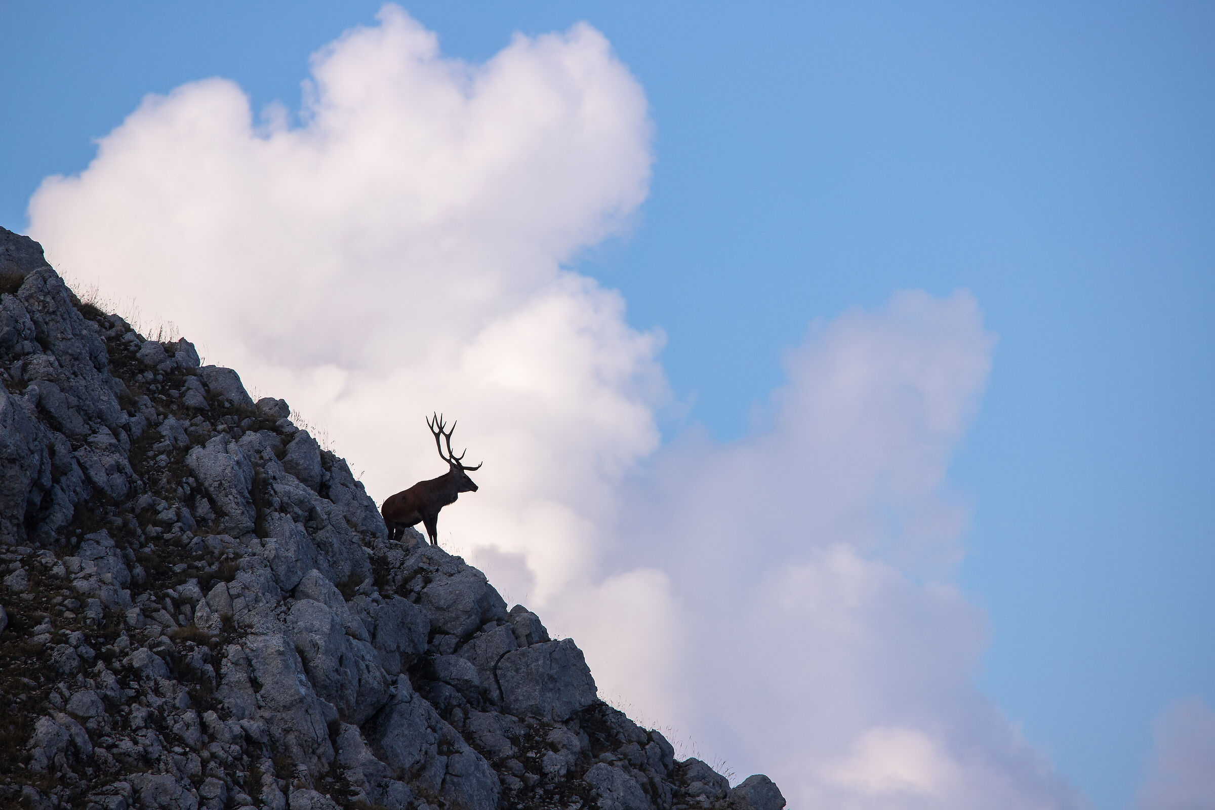 il Re della montagna