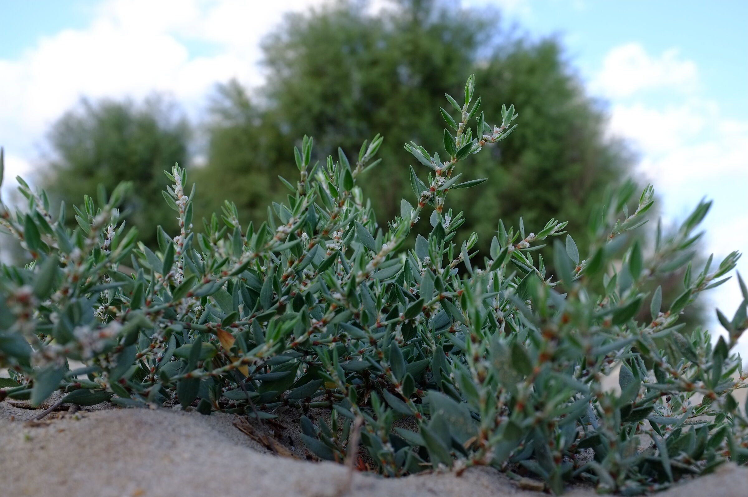 Vegetazione di spiaggia