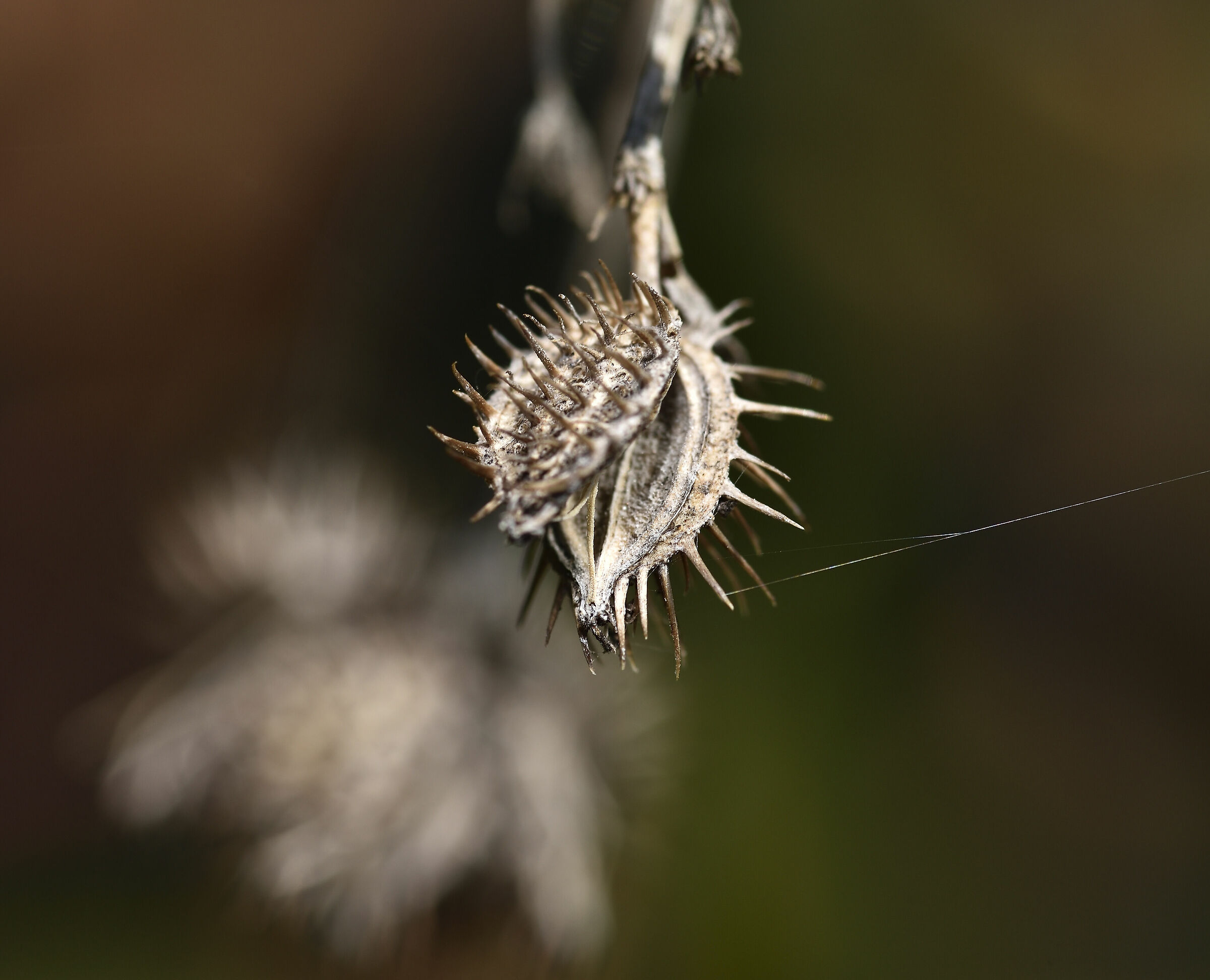 Proteggere i semi in tutti imodi....