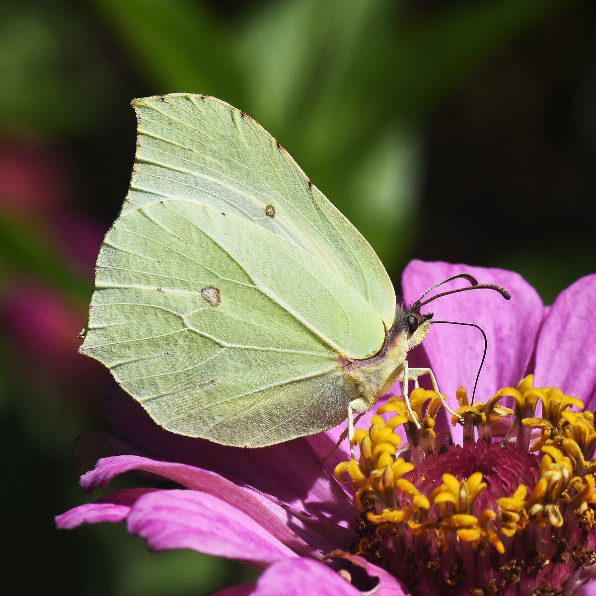 Major Cavolaia on Zinnia