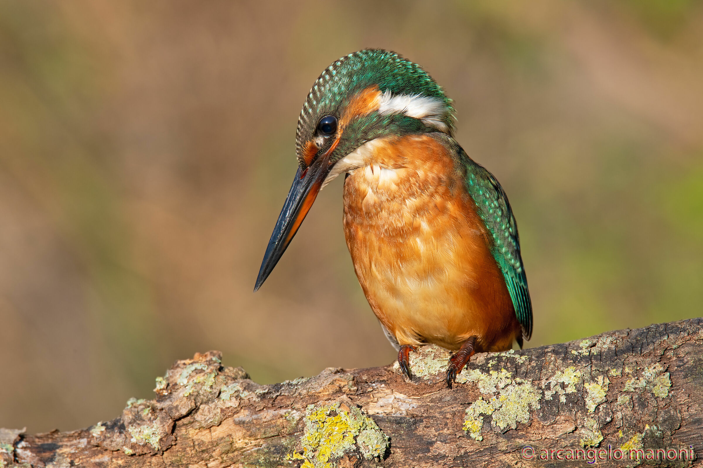 The attention of the martina