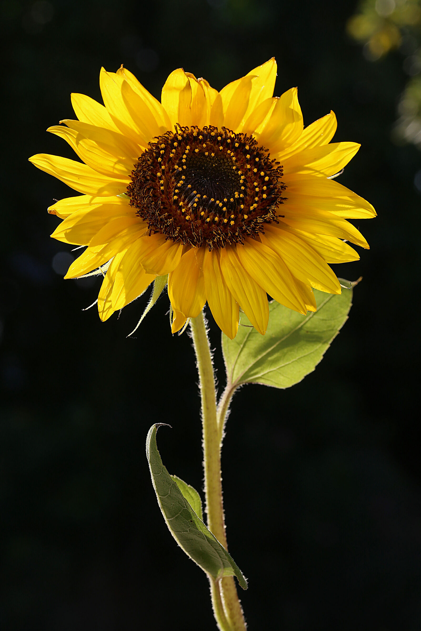 Girasole