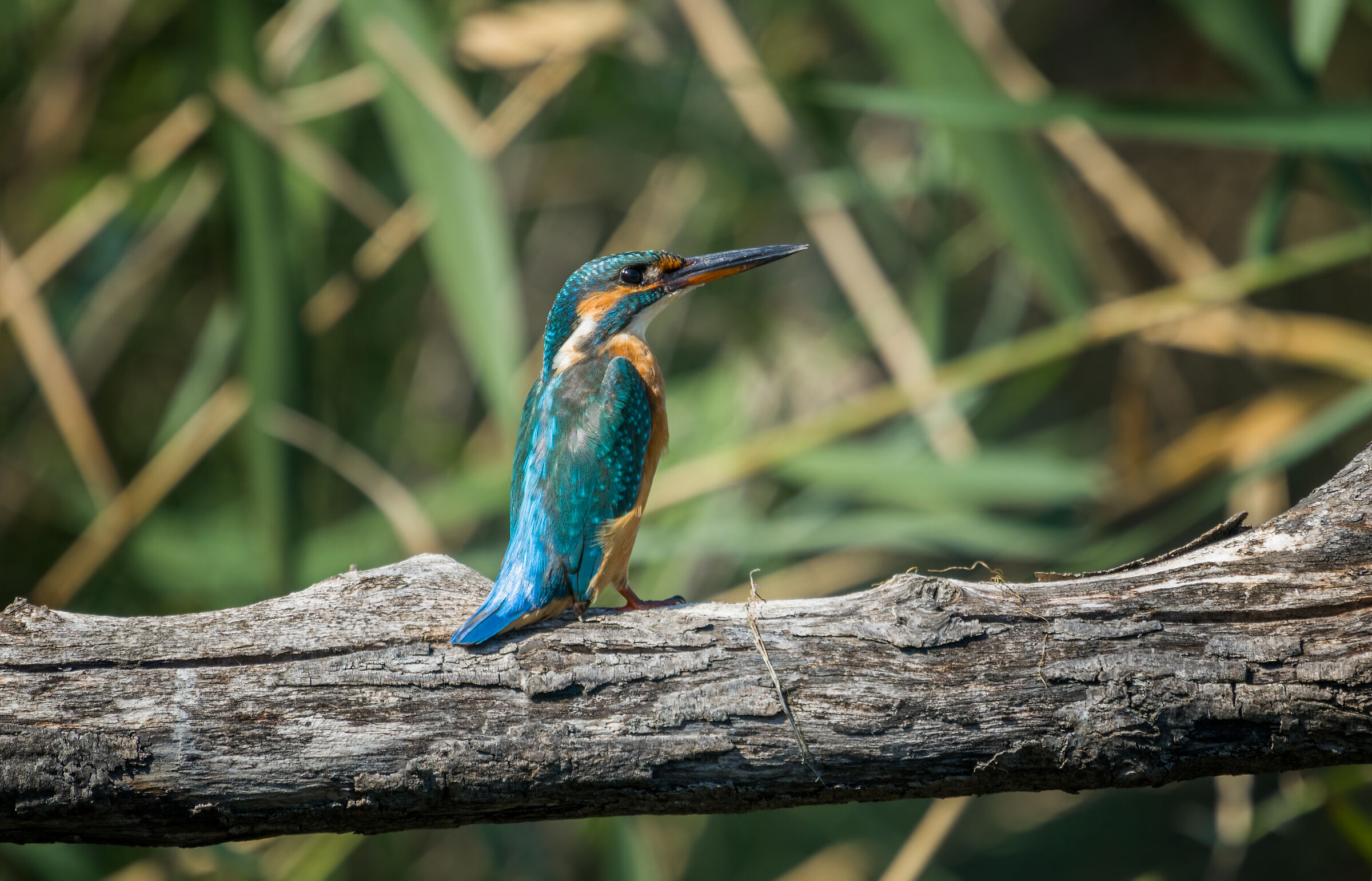 kingfisher