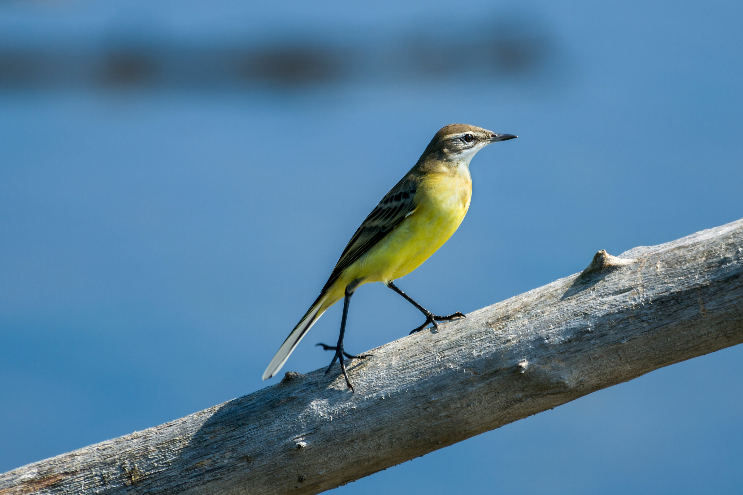 wagtail