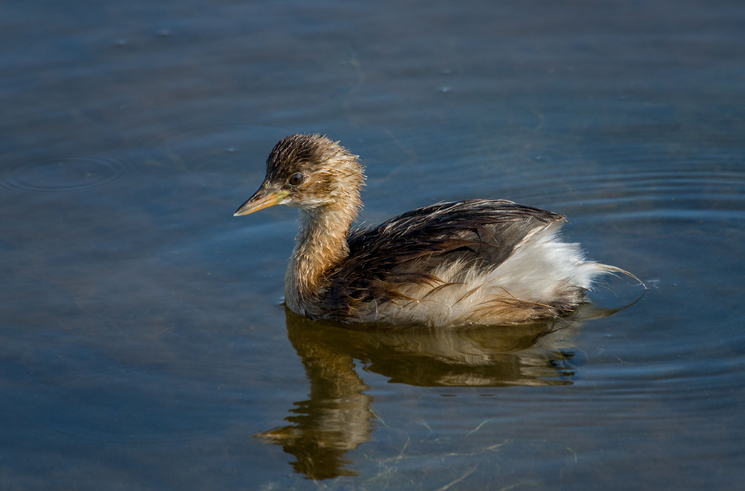 dabchick