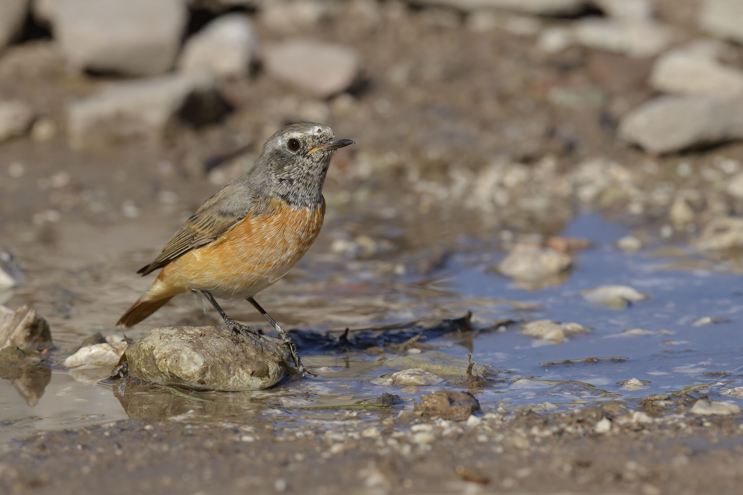 Codirosso (Phoenicurus phoenicurus)
