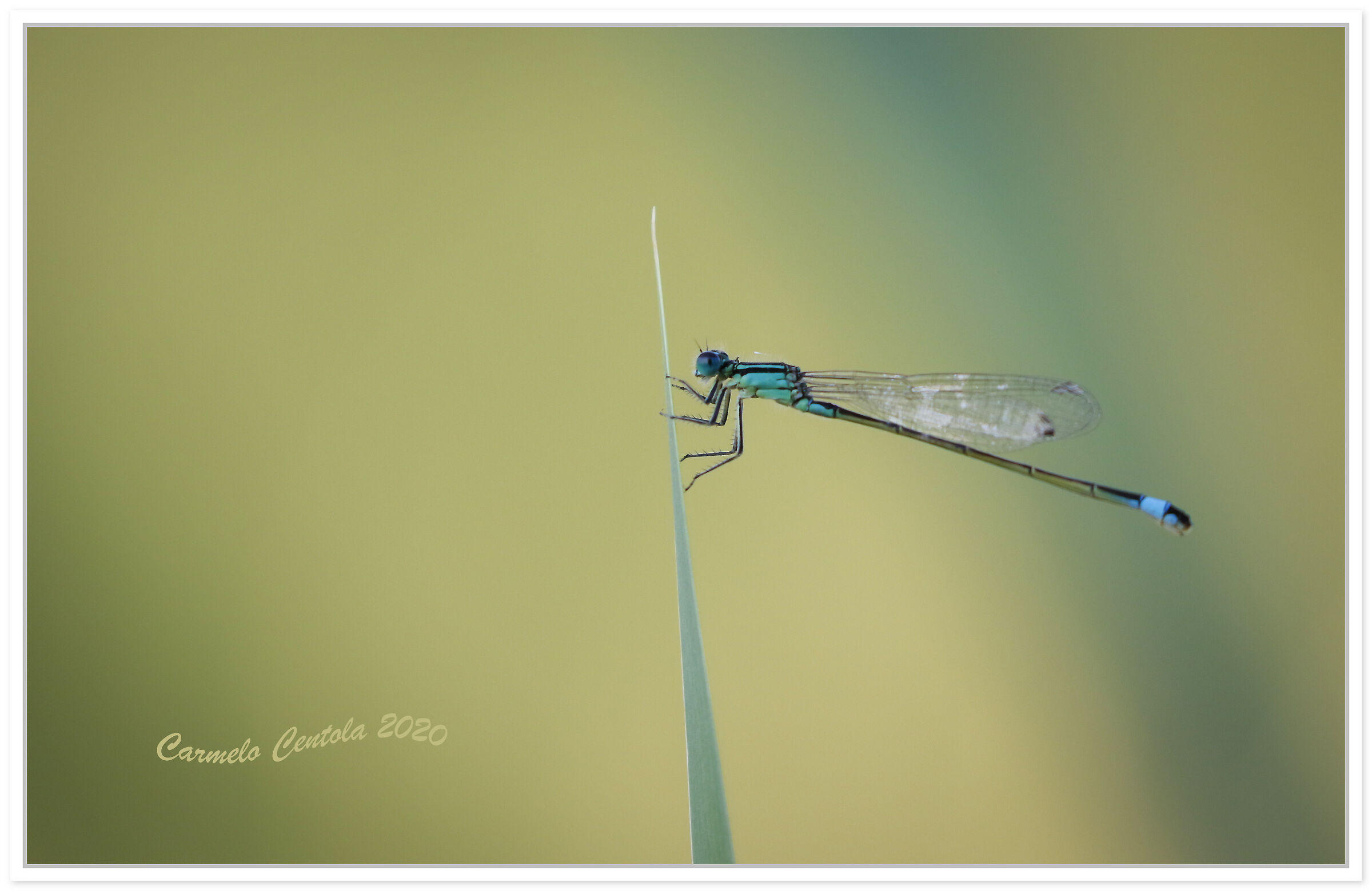 Dragonfly