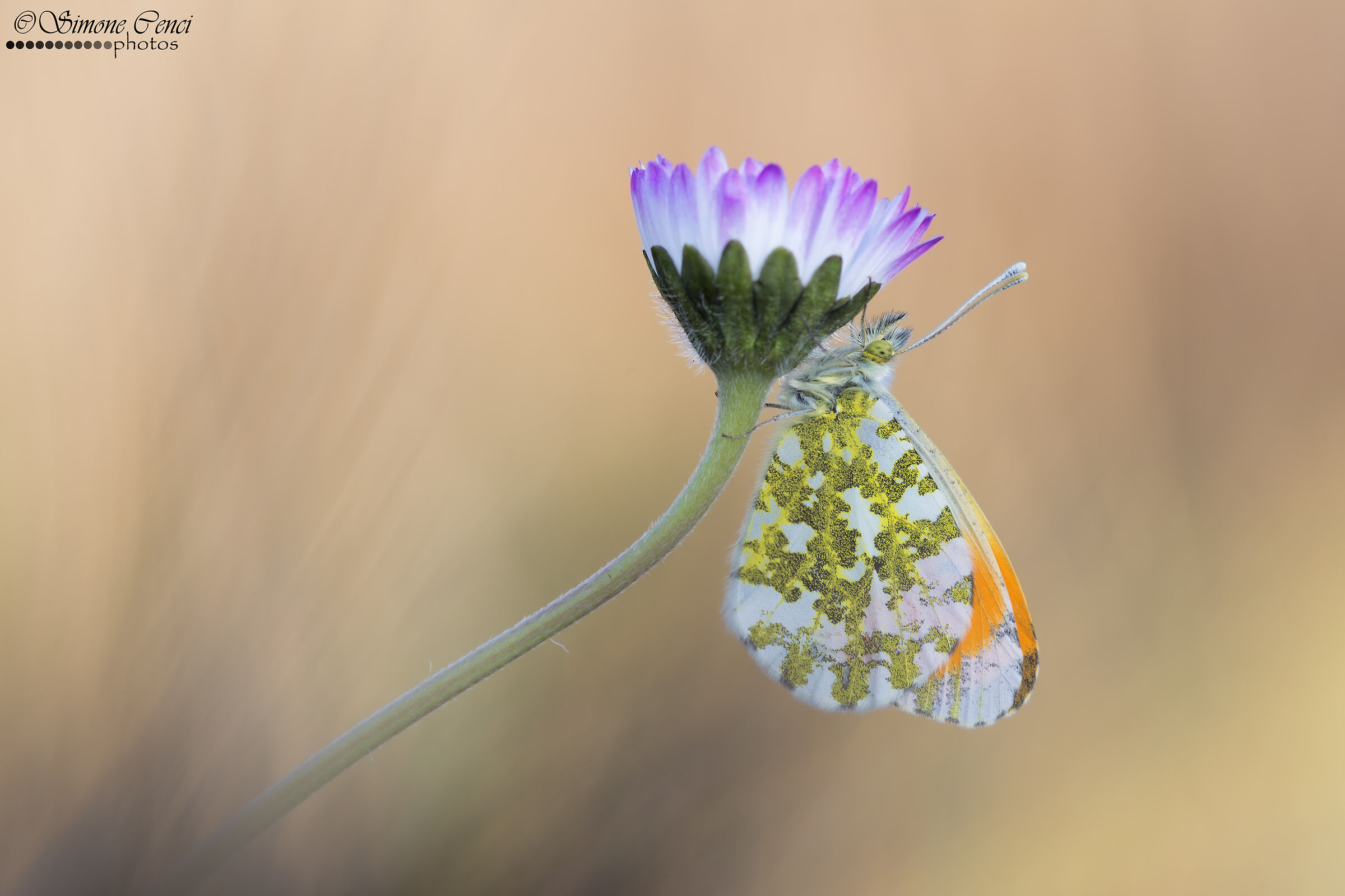 Anthocharis cardamines