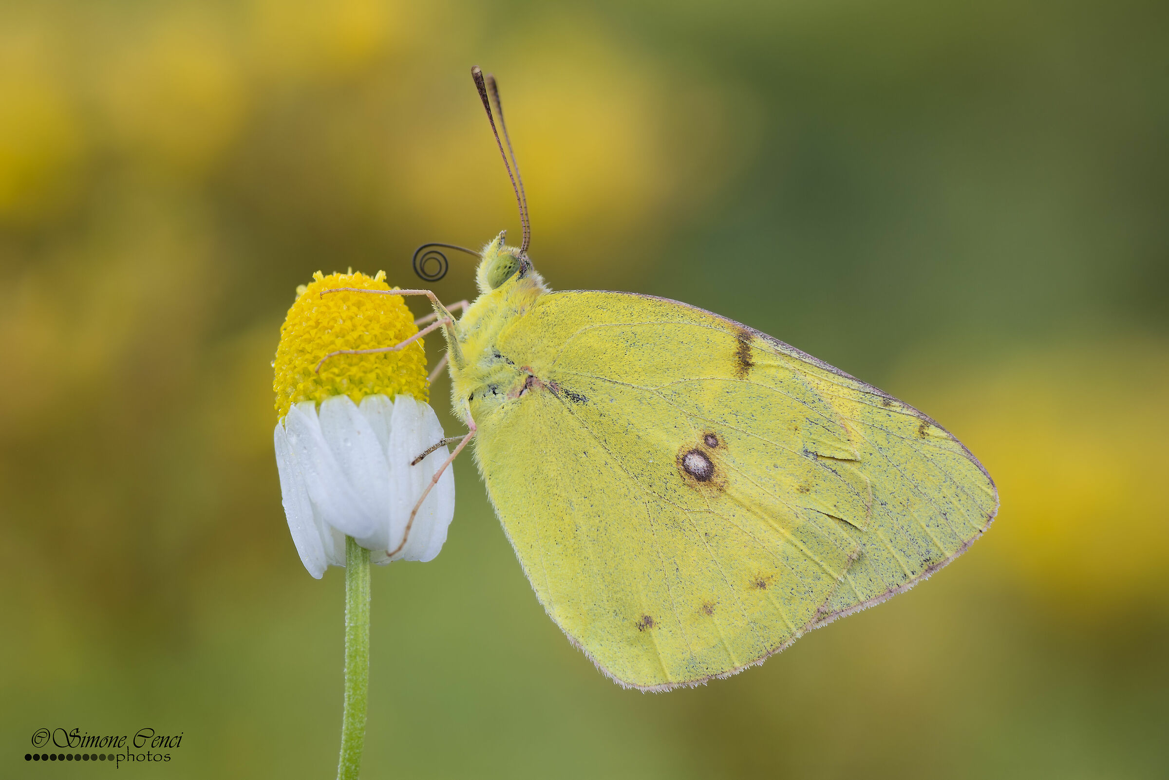 Colias crocea