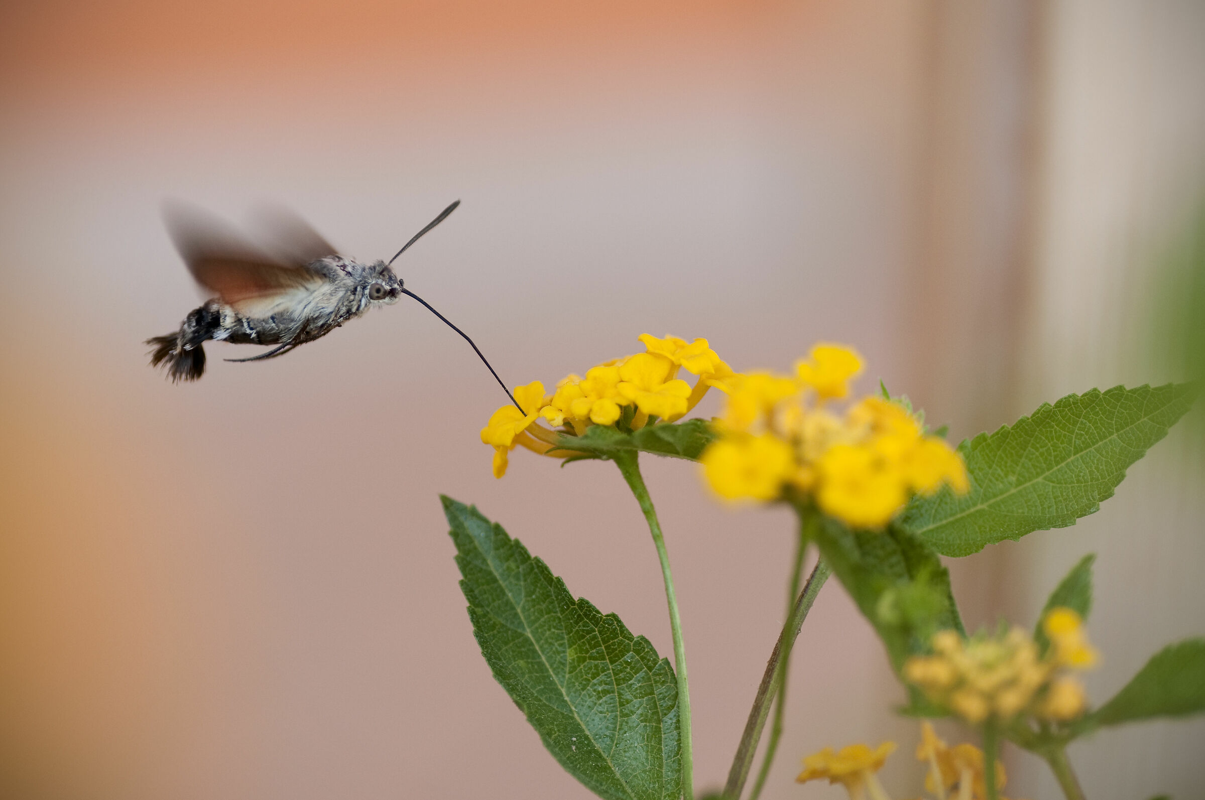 Macroglossum stellatarum