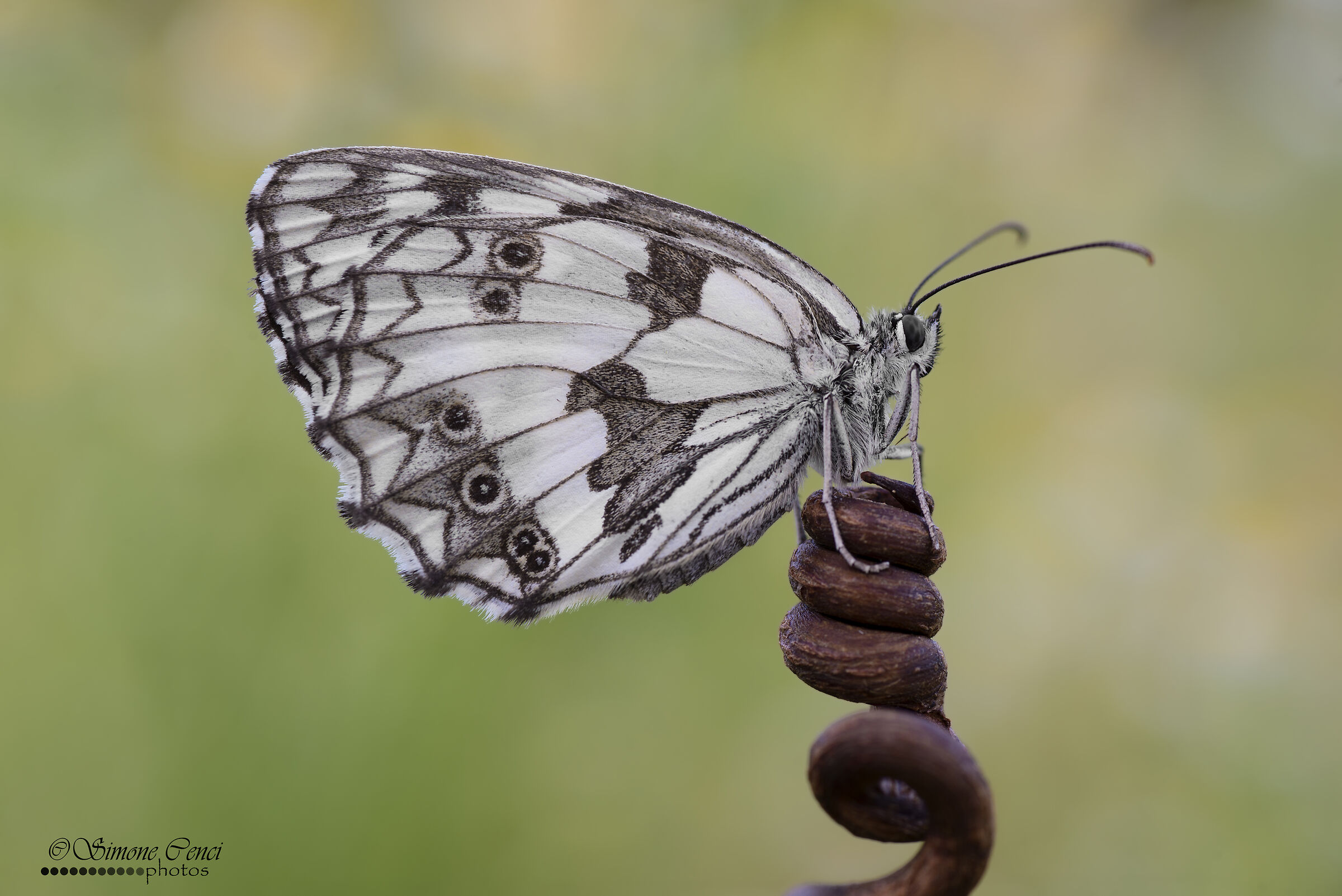 Melanargia galathea