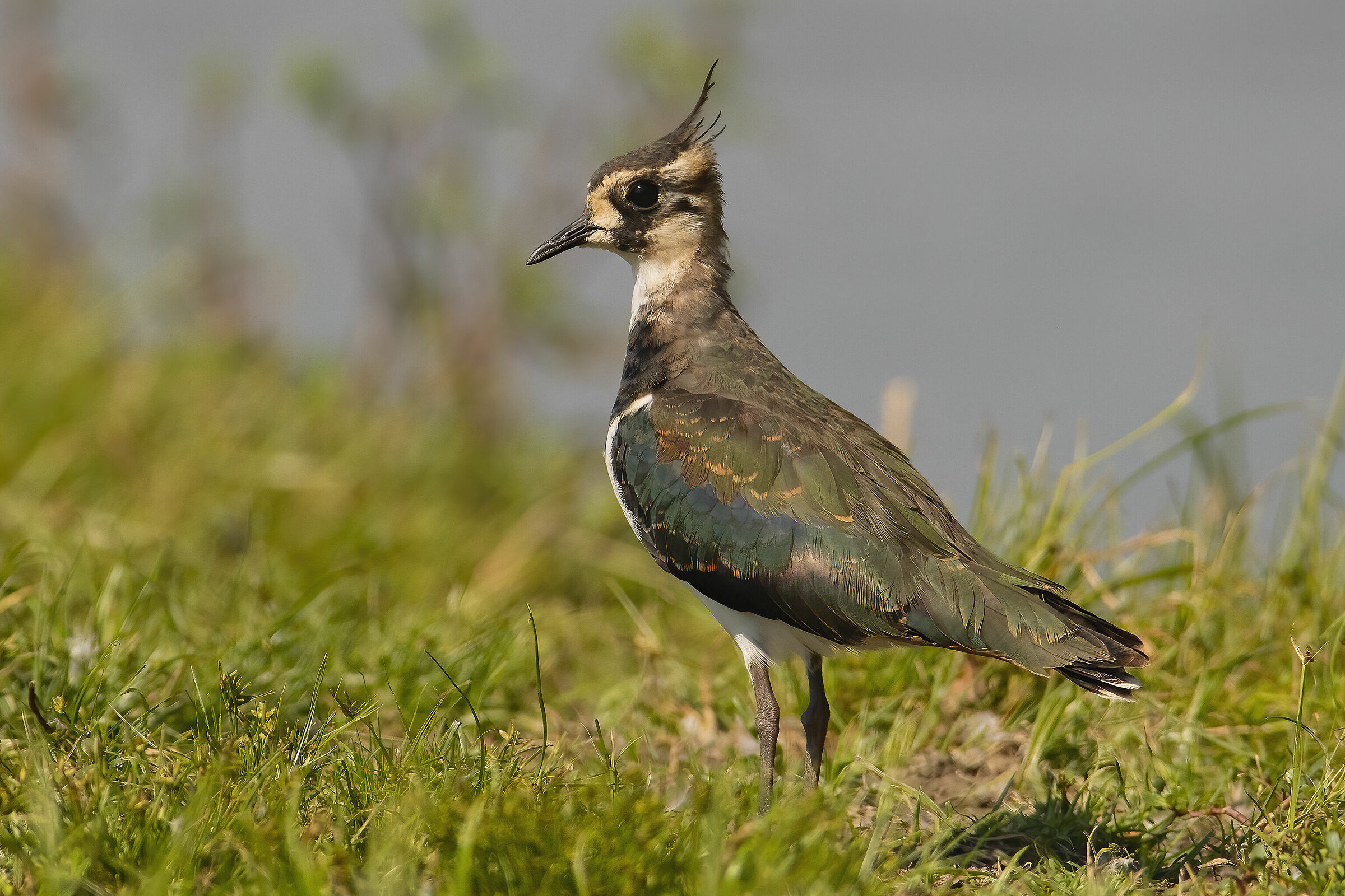 Lapwing