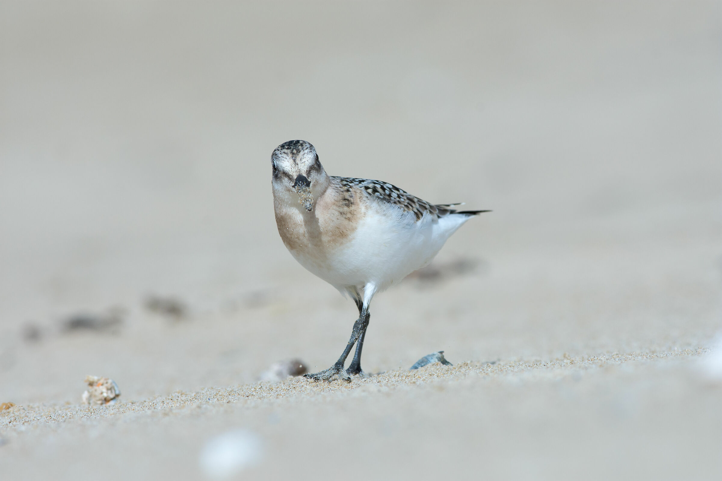 sanderling