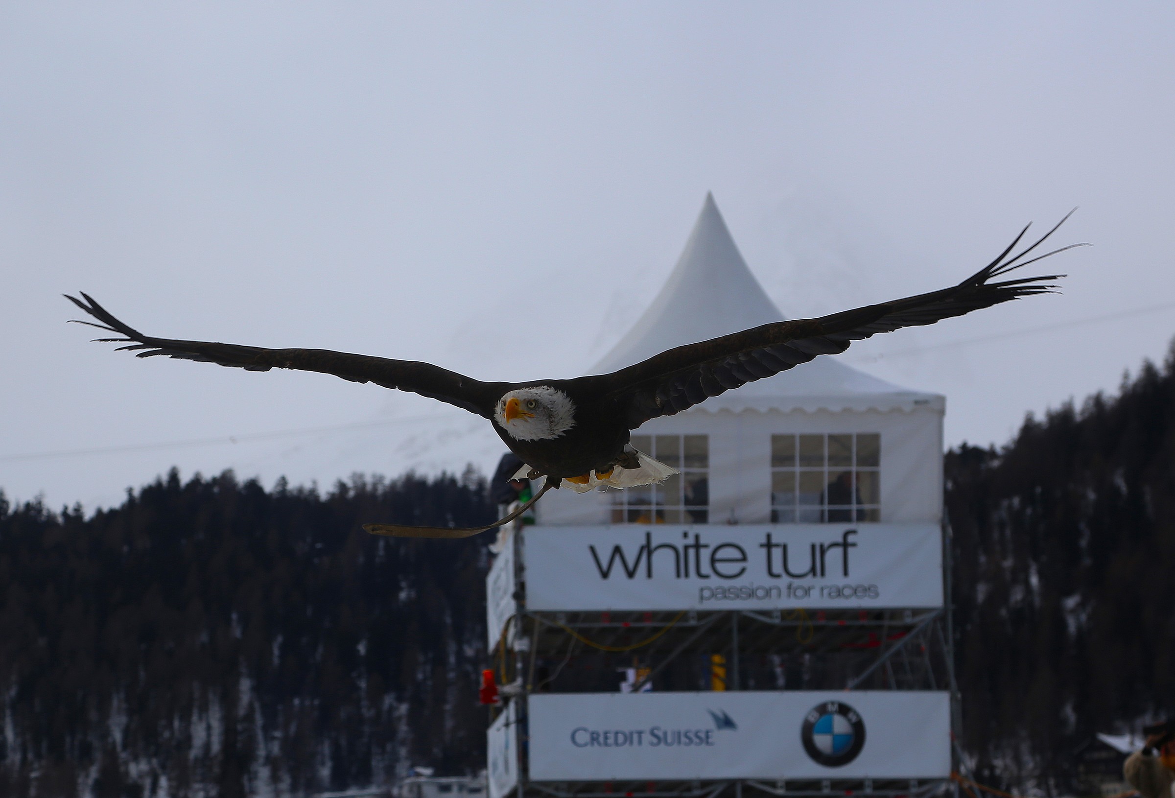 White Turf St Moritz