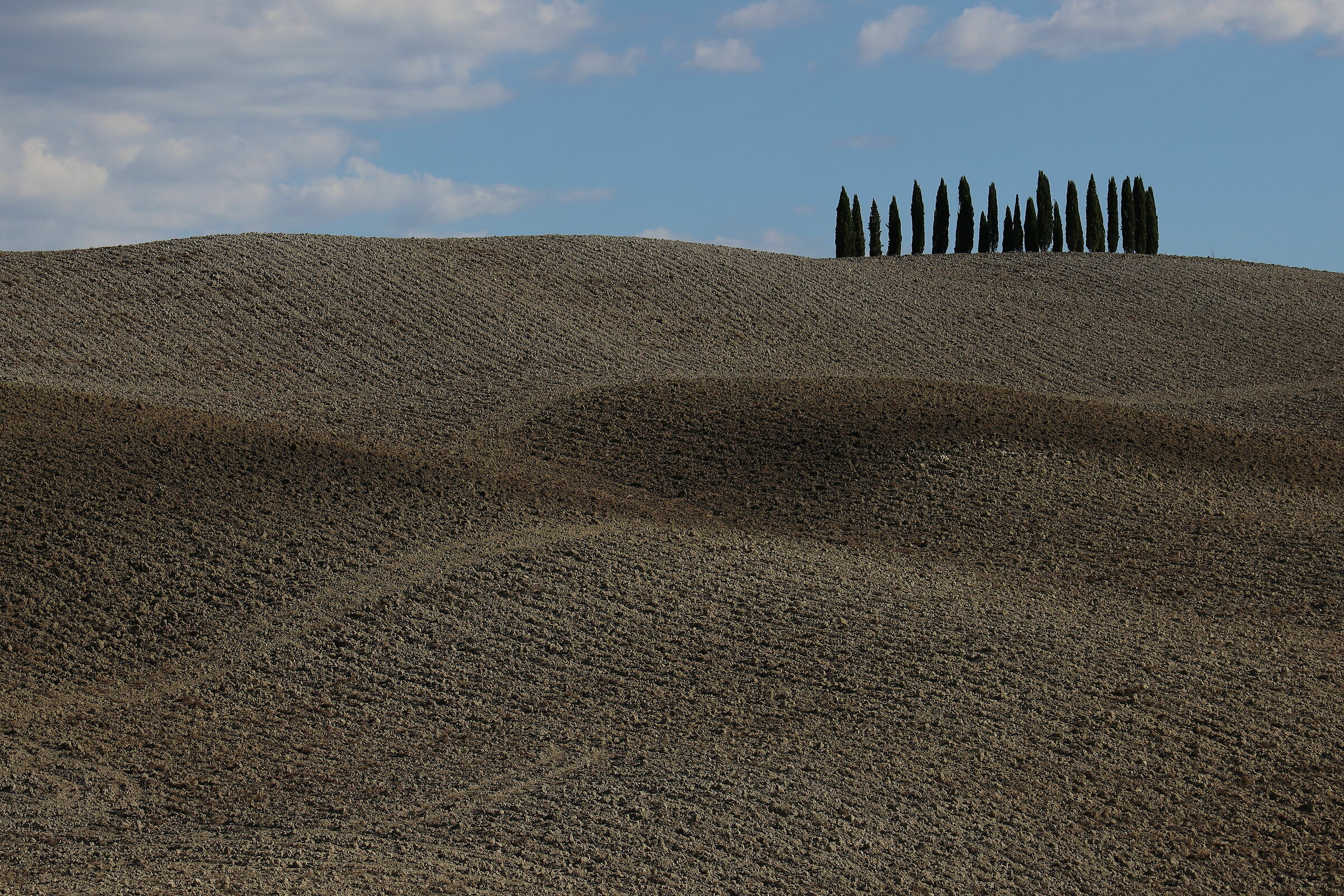 I Cipressi di Torrenieri