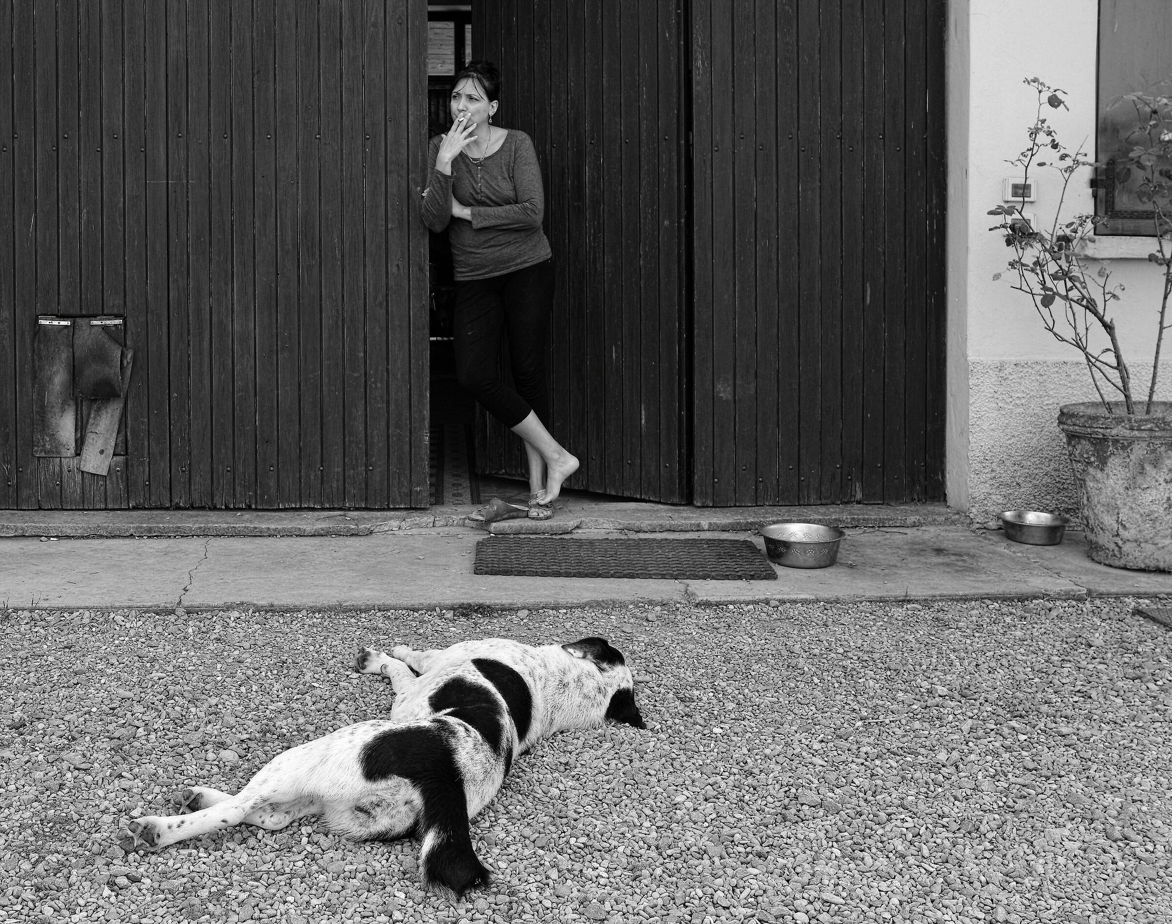 My wife killed the dog.