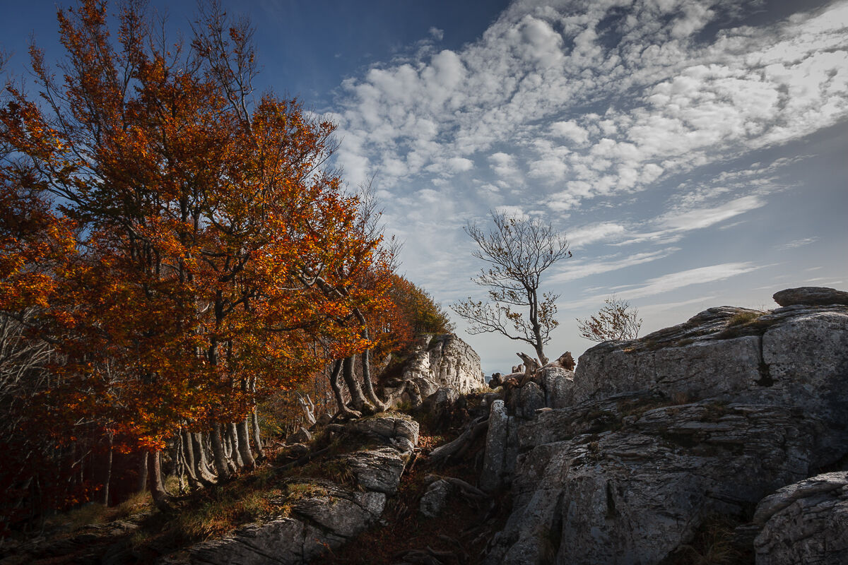 Among the beech trees of Sumbra ...