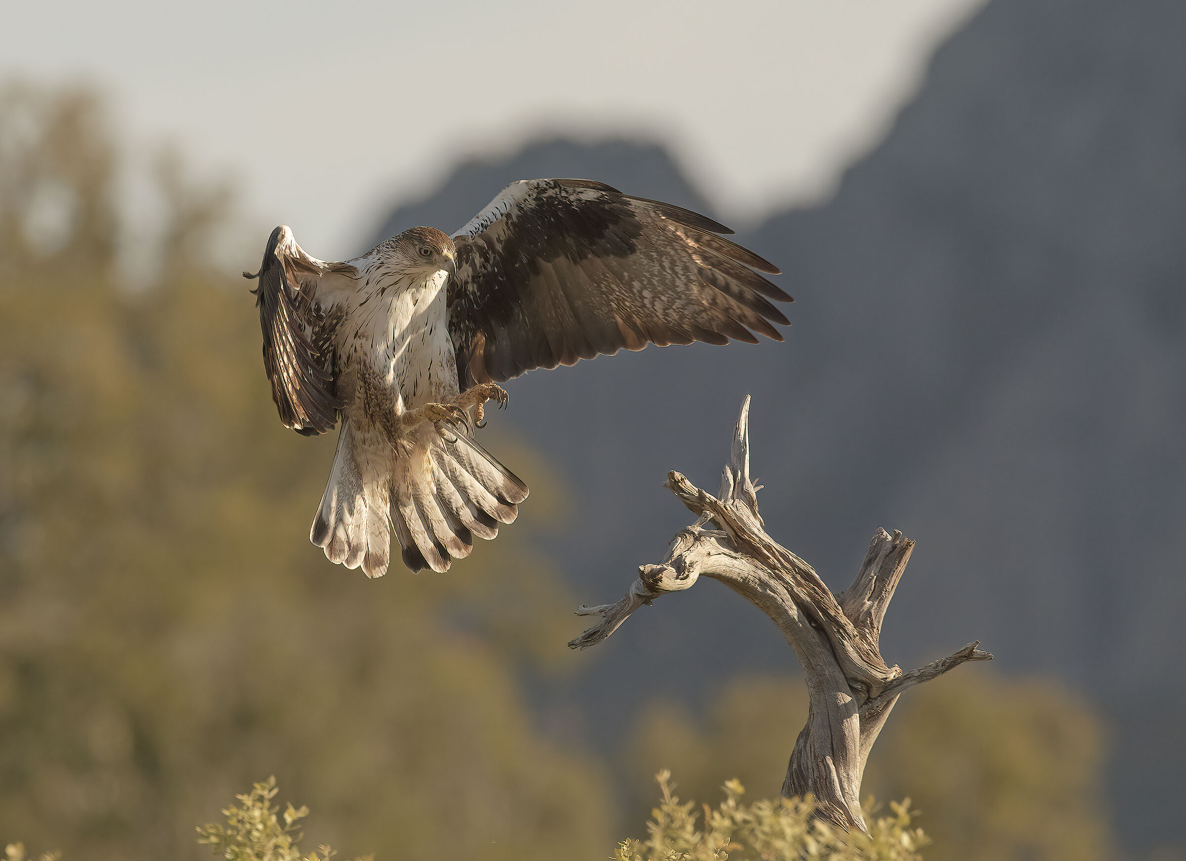 bonelli eagle, extremedura 2019