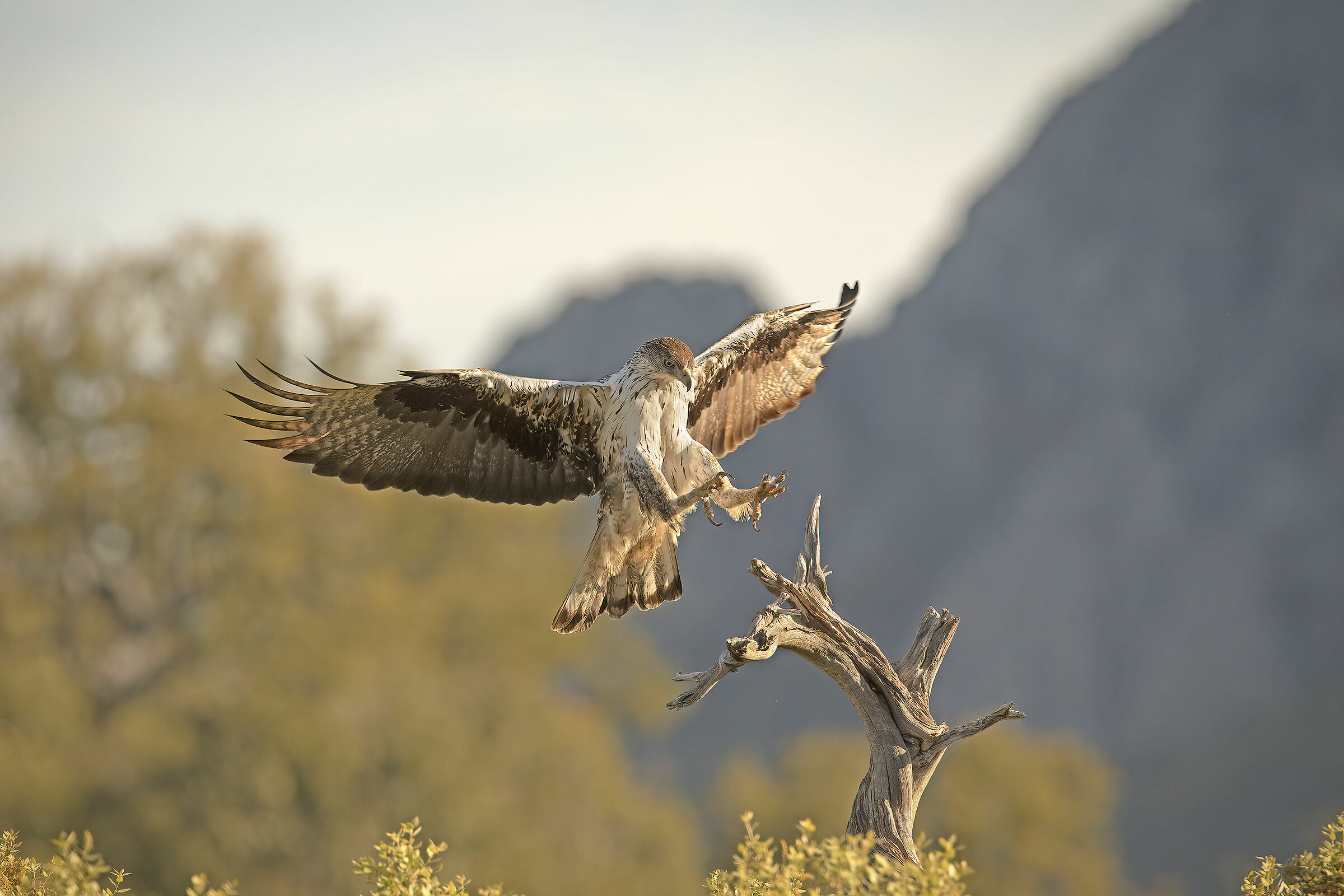bonelli eagle, extremedura 2019