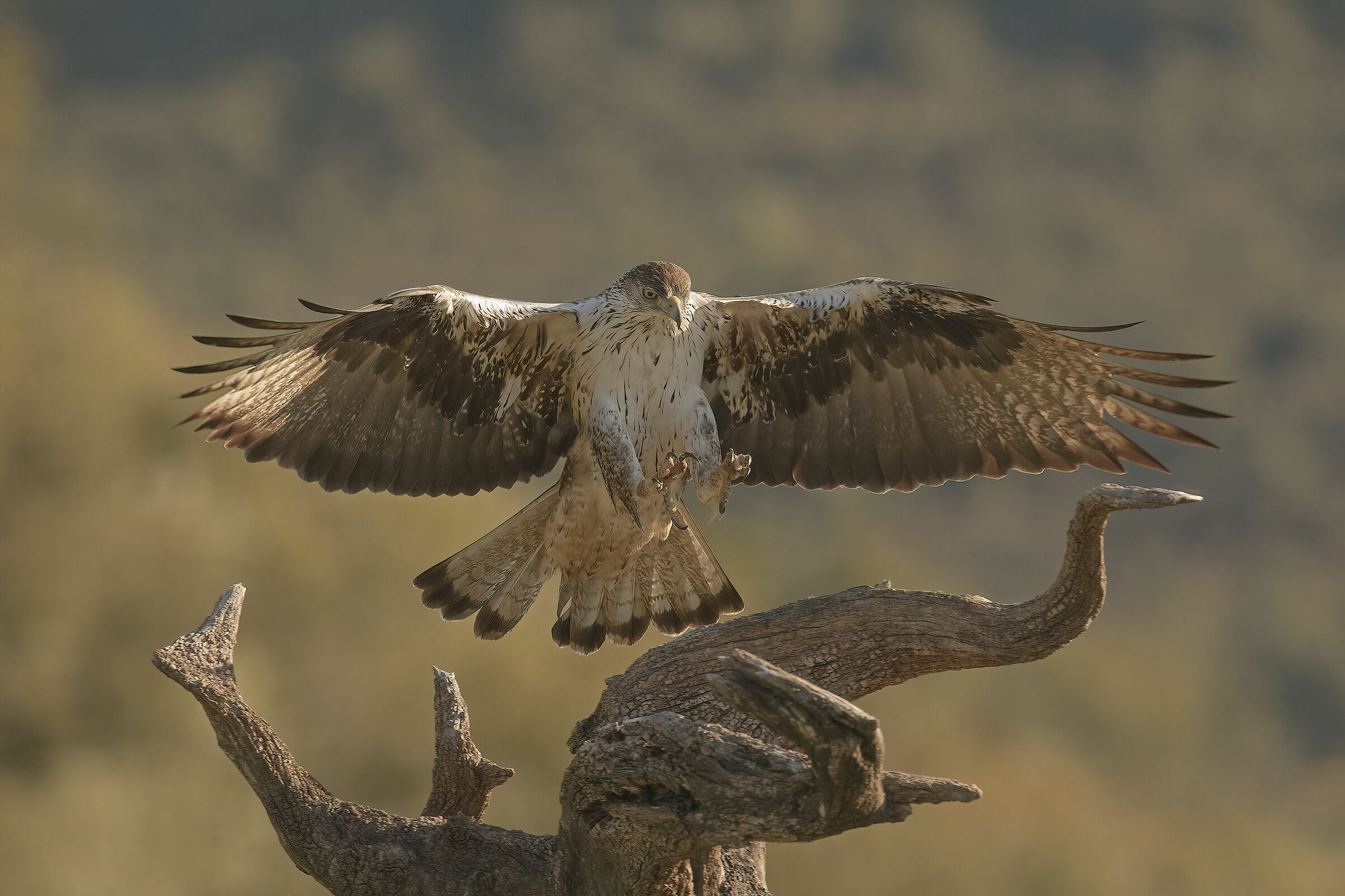 bonelli eagle, extremedura 2019