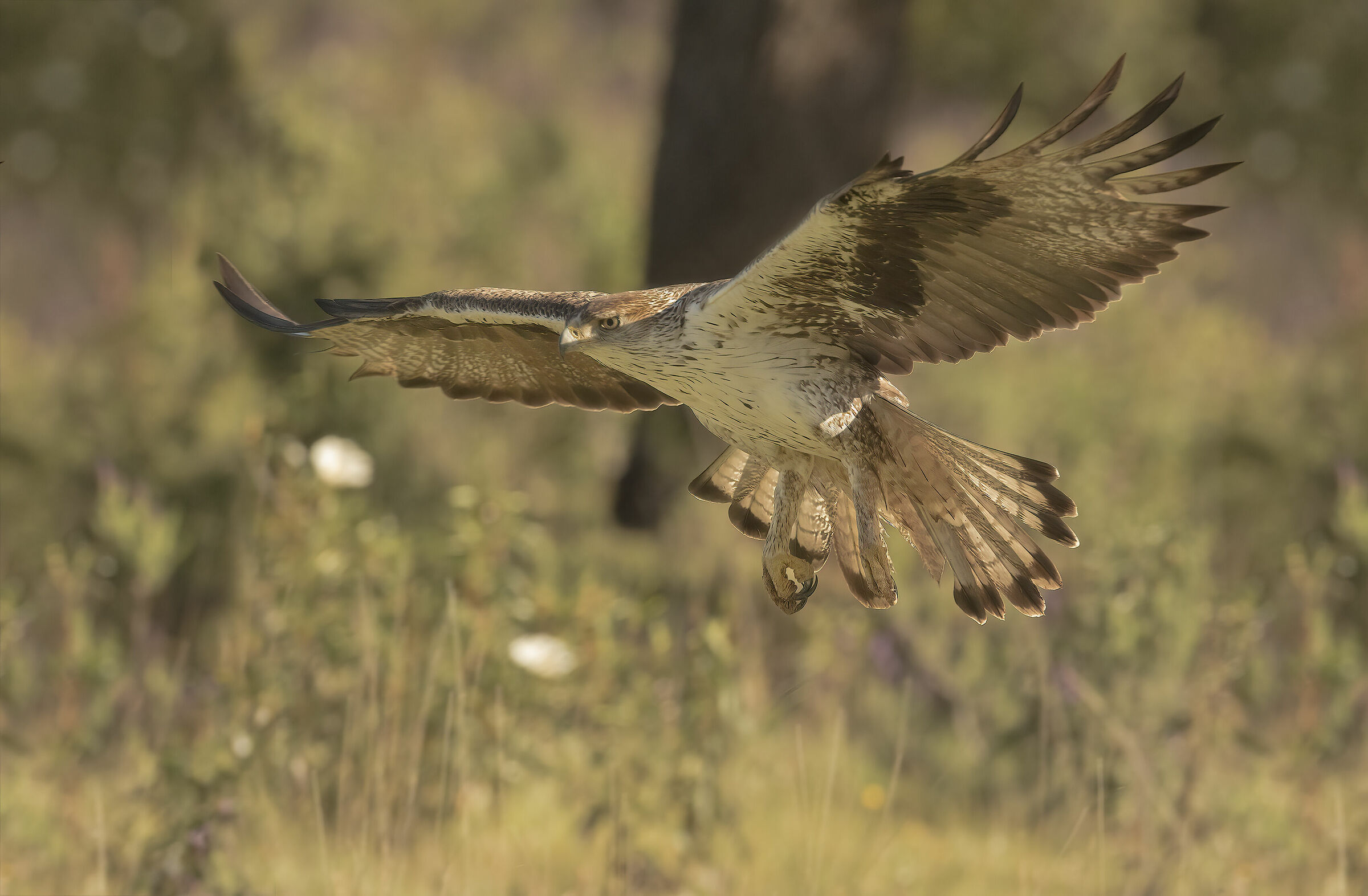 bonelli eagle, extremedura 2019
